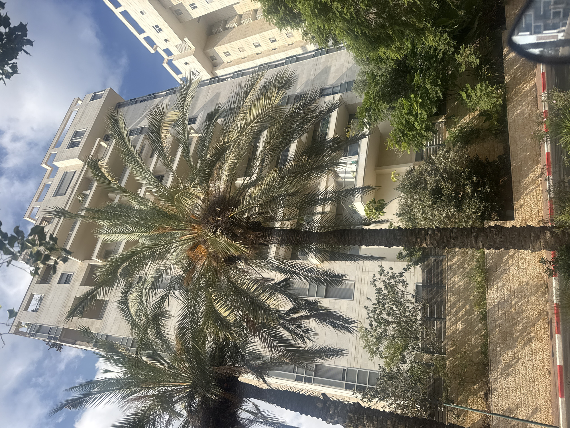 The photograph captures a view of two modern residential buildings in Herzliya, Israel, characterized by their light-colored facades and geometric architectural elements. Two prominent palm trees with their fronds reaching towards the sky partially obscure the buildings. The buildings feature numerous balconies and large windows. In the foreground, a section of a textured beige retaining wall is visible, with shadows cast by foliage. A paved sidewalk with red and white markings runs along the bottom of the image, suggesting a street or public area. The sky above is blue with scattered white clouds. The overall scene depicts a sunny day in an urban environment with significant greenery.