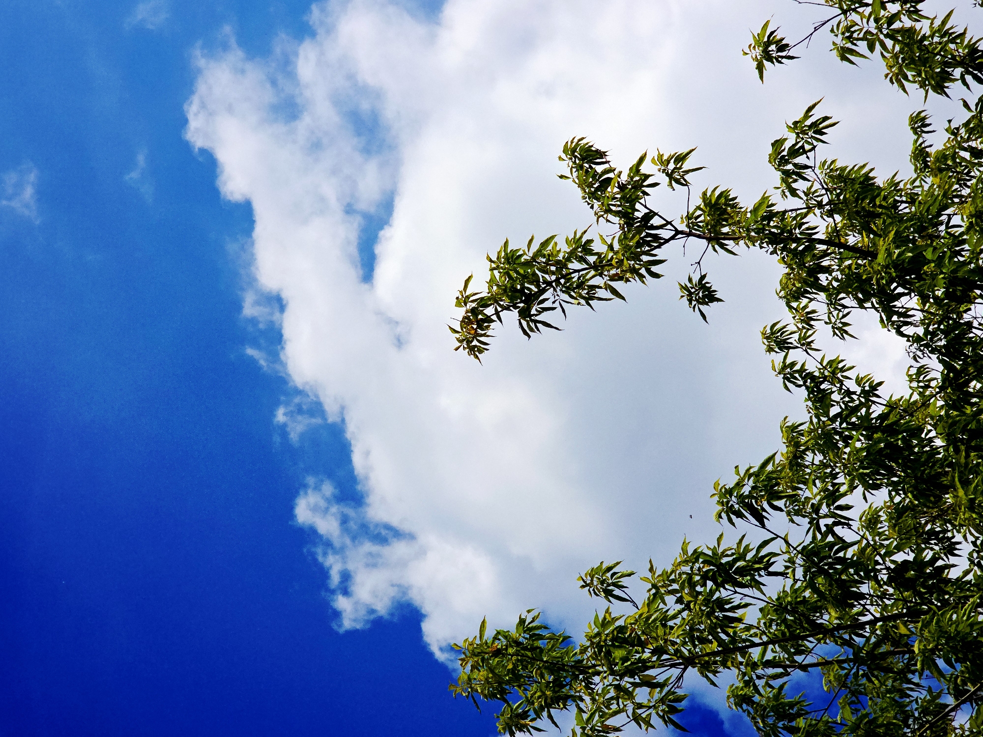 The image captures a vibrant overhead view of tree branches with green leaves against a bright blue sky partially covered by white clouds. The composition is split diagonally, with a large expanse of deep blue sky dominating the lower-left portion, while fluffy white clouds occupy the upper-right. Tree branches, adorned with numerous green, pointed leaves, frame the right side and extend into the top of the frame. The leaves appear well-lit, showing varying shades of green, suggesting healthy foliage.
The perspective is from below, looking upwards, giving a sense of being under a canopy of trees. There are no people or man-made objects visible, focusing entirely on a natural scene. No specific activity or event is taking place; it's a static depiction of nature.
Notable details include the clear, intense blue color of the sky, indicating a bright daytime setting. The clouds are distinct, billowy, and appear to be moving gently, though the image itself is still. The lighting suggests a sunny day, with the sun illuminating the leaves from above. There are no identifiable location cues beyond a general outdoor, natural environment. No visible text is present in the image. The overall impression is one of natural serenity and the beauty of a clear sky with lush greenery.
