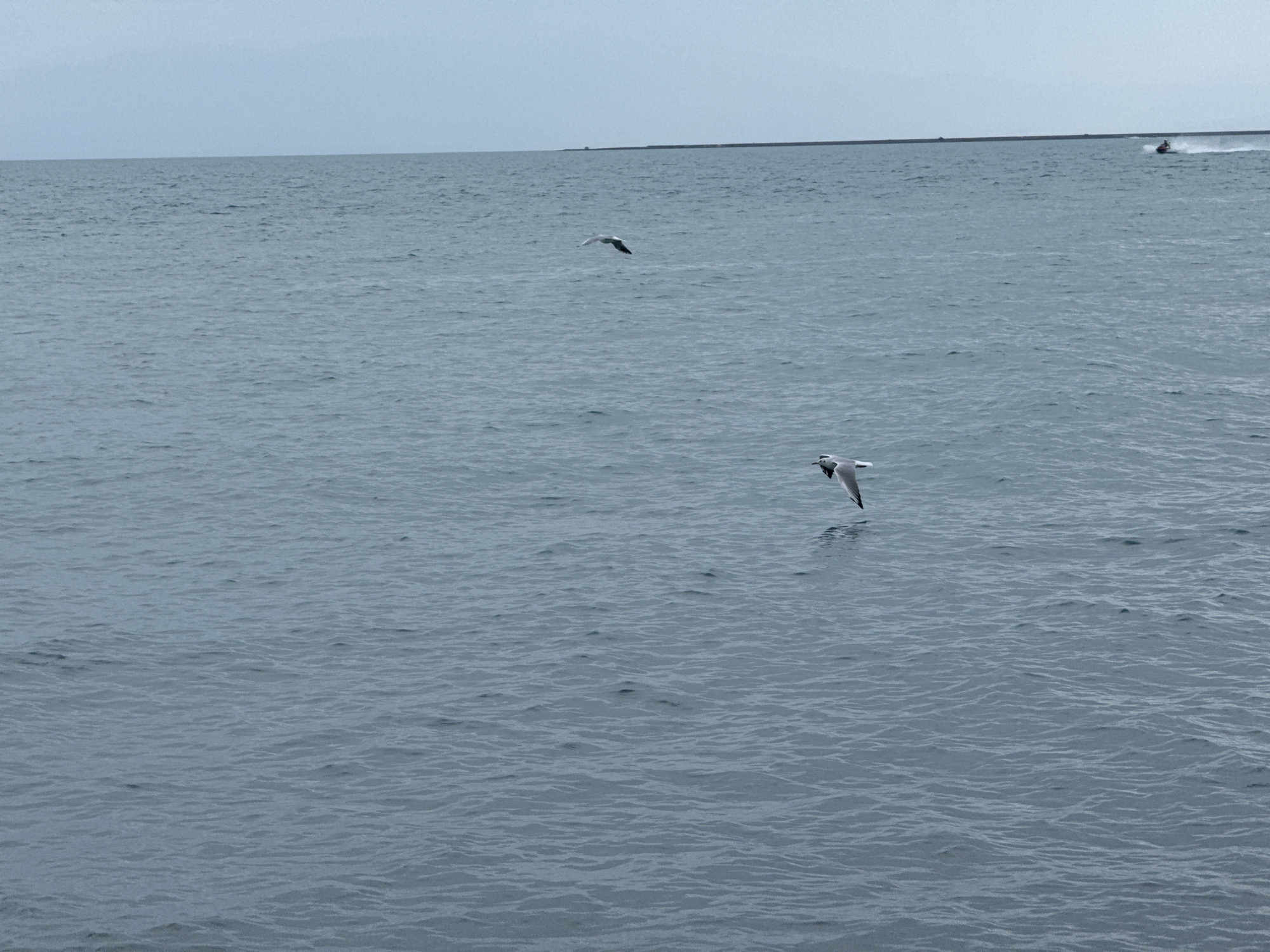 A wide shot captures a calm body of water, likely a lake or sea, under an overcast sky. The water's surface is rippled and grayish-blue. In the middle ground, two seagulls are in flight. One is closer to the foreground, facing right, with its wings spread. Another, smaller seagull is further away, also in flight. In the far distance, a thin, dark line suggests a shoreline or a breakwater. To the far right, a jet ski is visible, creating a white spray as it moves across the water. The scene is devoid of any specific landmarks that would pinpoint its location within the city of Ақши, Kazakhstan, beyond it being a waterfront area.