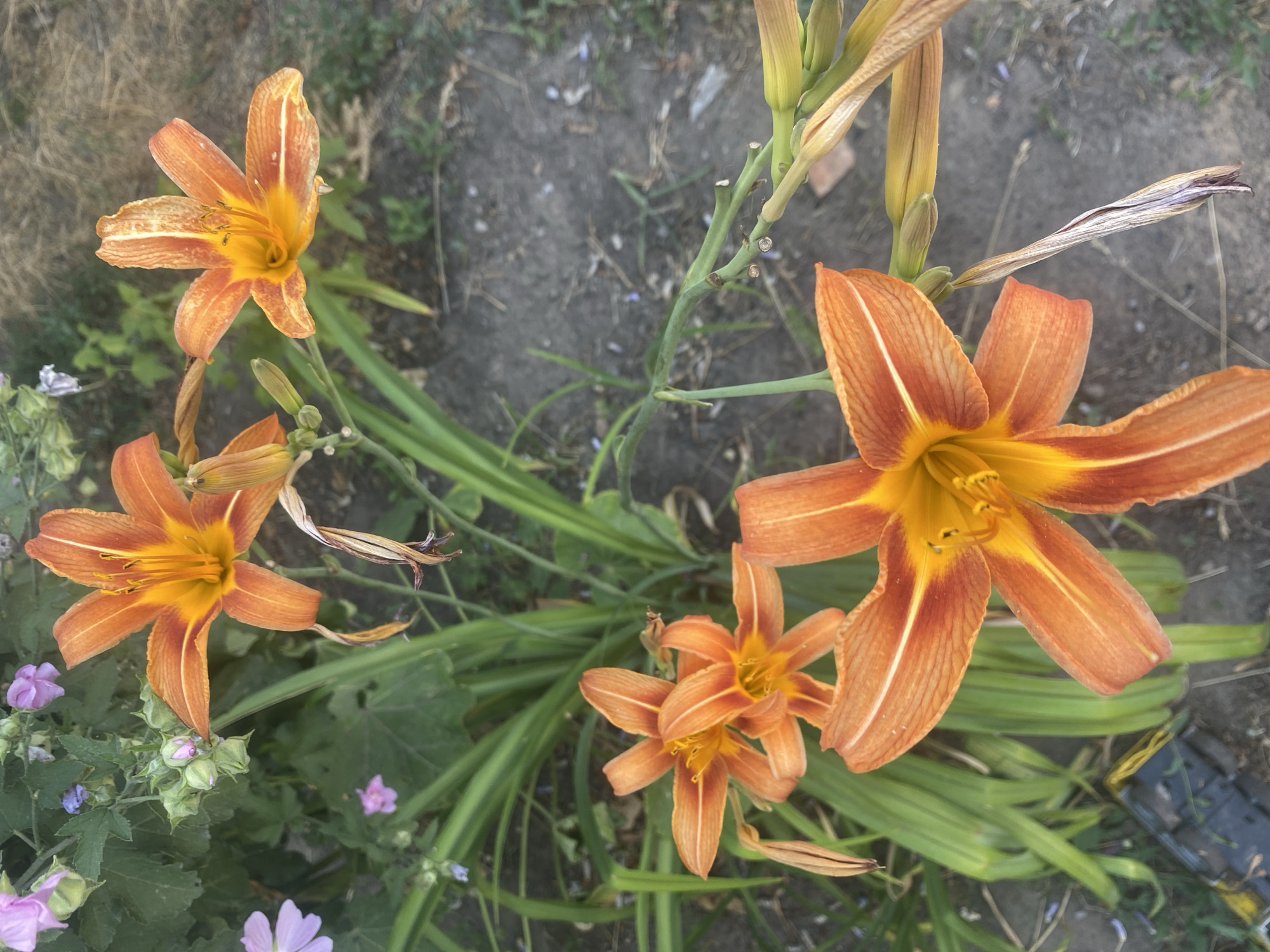In Mamontovo, Russia, a cluster of bright orange daylilies with yellow centers is in bloom. Some of the flowers are fully open, showcasing their delicate petals and prominent stamens. Other lilies are still in bud or partially open, promising future beauty. The lilies are surrounded by lush green foliage and appear to be growing outdoors in a garden setting, with dry ground and some faint green plants in the background. The overall scene evokes a sense of natural beauty and the vibrancy of summer.