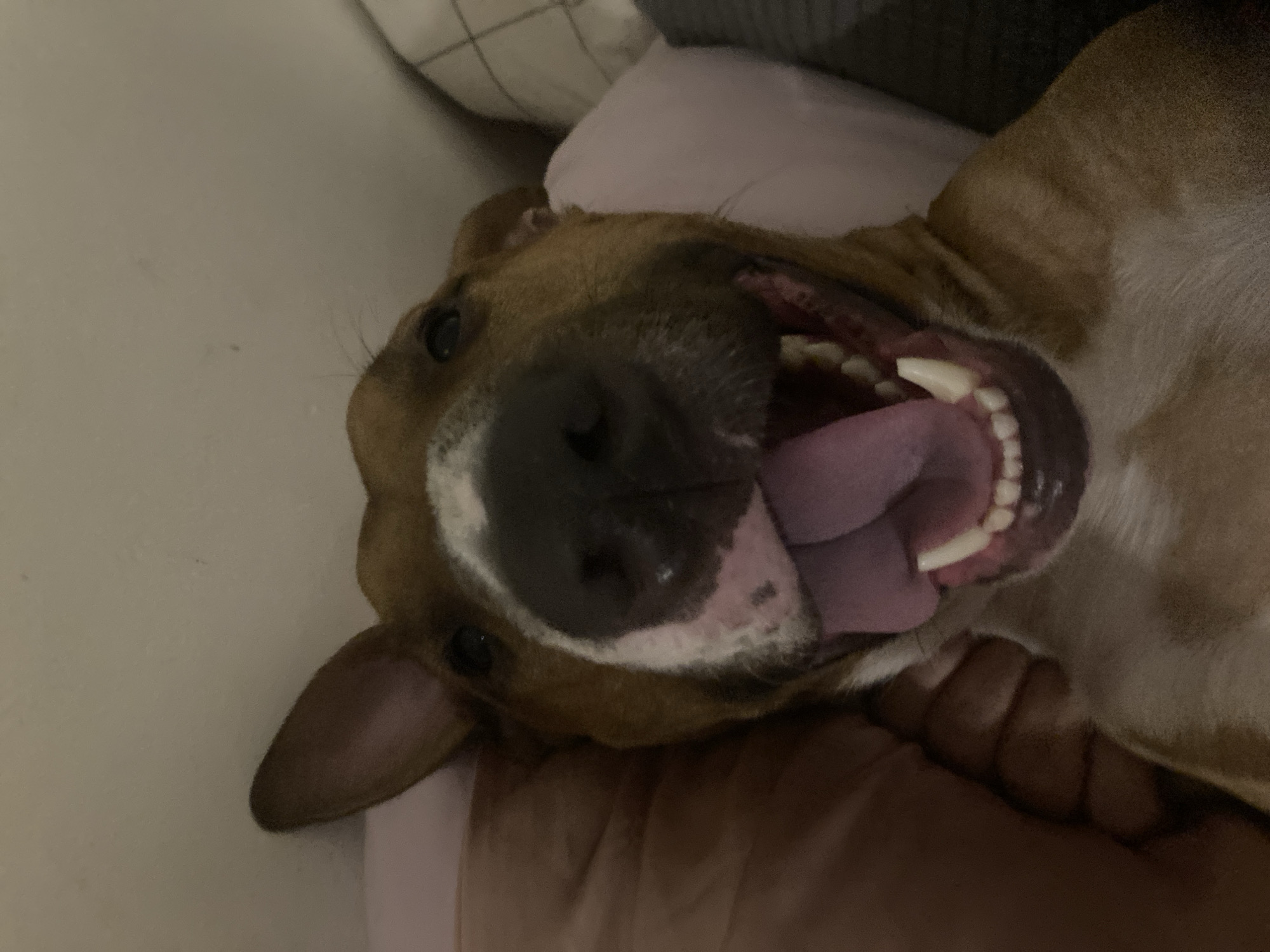 A close-up, high-angle shot depicts a dog lying on its back, likely on a bed, with its mouth open, revealing its teeth and tongue. The dog is brown and white, with a large black nose. A hand rests on the dog's chest or belly. The background includes a white pillow and a dark gray blanket or cushion.