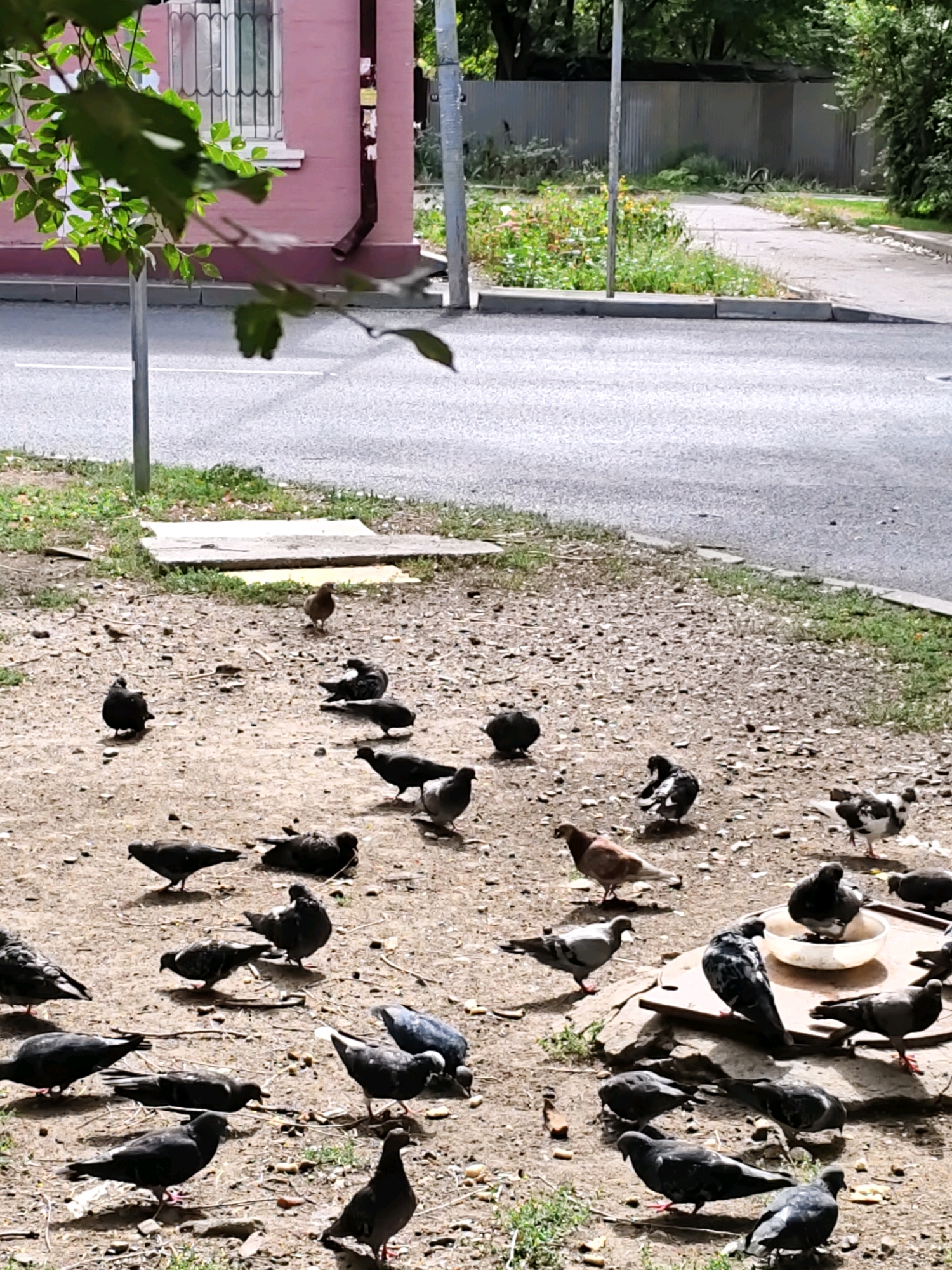 The image depicts an outdoor scene in Rostov-on-Don, Russia, featuring a flock of pigeons gathered on a patch of gravel and dirt. The pigeons are mostly dark gray and black, with some variations in color and markings. Several of the pigeons are pecking at the ground, presumably foraging for food, while others are standing or preening. One pigeon is captured mid-motion, with its wings slightly raised. A white plastic bowl, possibly containing water or food, is visible amongst the birds. In the background, a pink building with a barred window and a dark drainpipe is partially visible, along with a grey corrugated fence and lush green foliage. A paved road runs across the mid-ground, bordered by a curb and some vegetation. The overall impression is a common urban scene, characterized by the presence of pigeons in a residential or public area.