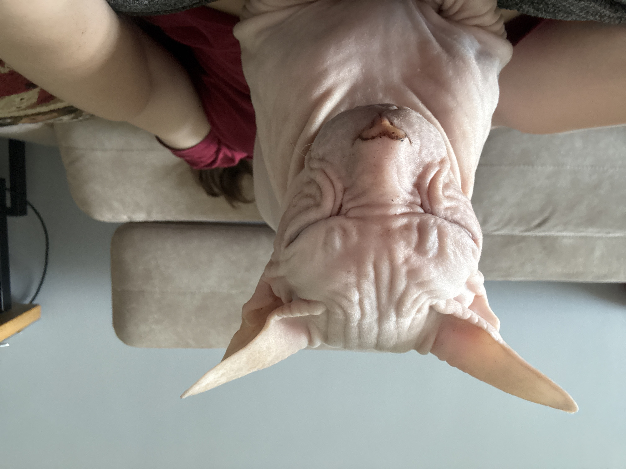 A close-up, eye-level, forward-facing shot captures a hairless Sphynx cat positioned prominently in the foreground, its wrinkled pink skin clearly visible. The cat's eyes are closed, and its head is tilted slightly downwards, giving it a somber or sleepy appearance. To the right and behind the cat, a person wearing a red t-shirt is partially visible, reclined on a beige sofa. The sofa has a textured, woven pattern and appears to be in a domestic setting. The background consists of a light blue wall and a wooden-topped table with a black metal leg on the far right, suggesting an indoor environment. The lighting is neutral and evenly distributed, with no strong shadows or highlights. The image is sharp and detailed, focusing on the cat's facial features and skin texture.