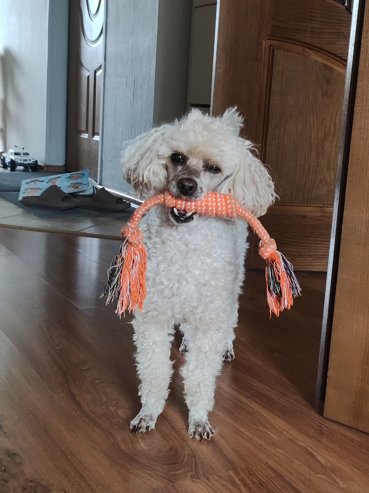 A fluffy, white poodle stands on a wooden floor indoors, holding an orange and white rope toy with frayed tassels in its mouth. The dog is facing the camera with its body slightly angled. Behind the dog, two wooden doors are visible, one partially open revealing a glimpse of a hallway or another room. To the left, a toy car and a pair of dark-colored slippers are on the floor, near a wall that appears to be a light blue or gray color. The lighting suggests an indoor environment with natural light coming from an unseen source. The image does not provide enough information to determine the specific location within the city of Chaikovsky, Russia.