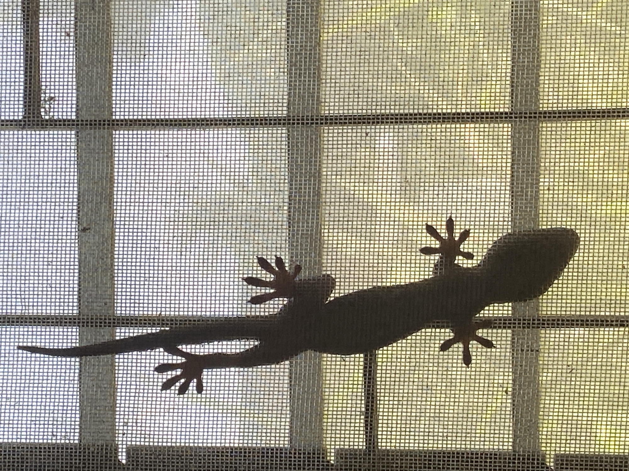 A dark, silhouetted gecko is clinging to a window screen. The screen is gridded and obscures a view of the outside, which appears to be a mix of green and light colors, possibly foliage. The location is Baan Mae Nam, Thailand, as specified. The gecko's body is horizontal, with its tail extending to the left and its head to the right. All four feet are visible, each having several toes. The window screen is framed, and the outside light creates a hazy background.