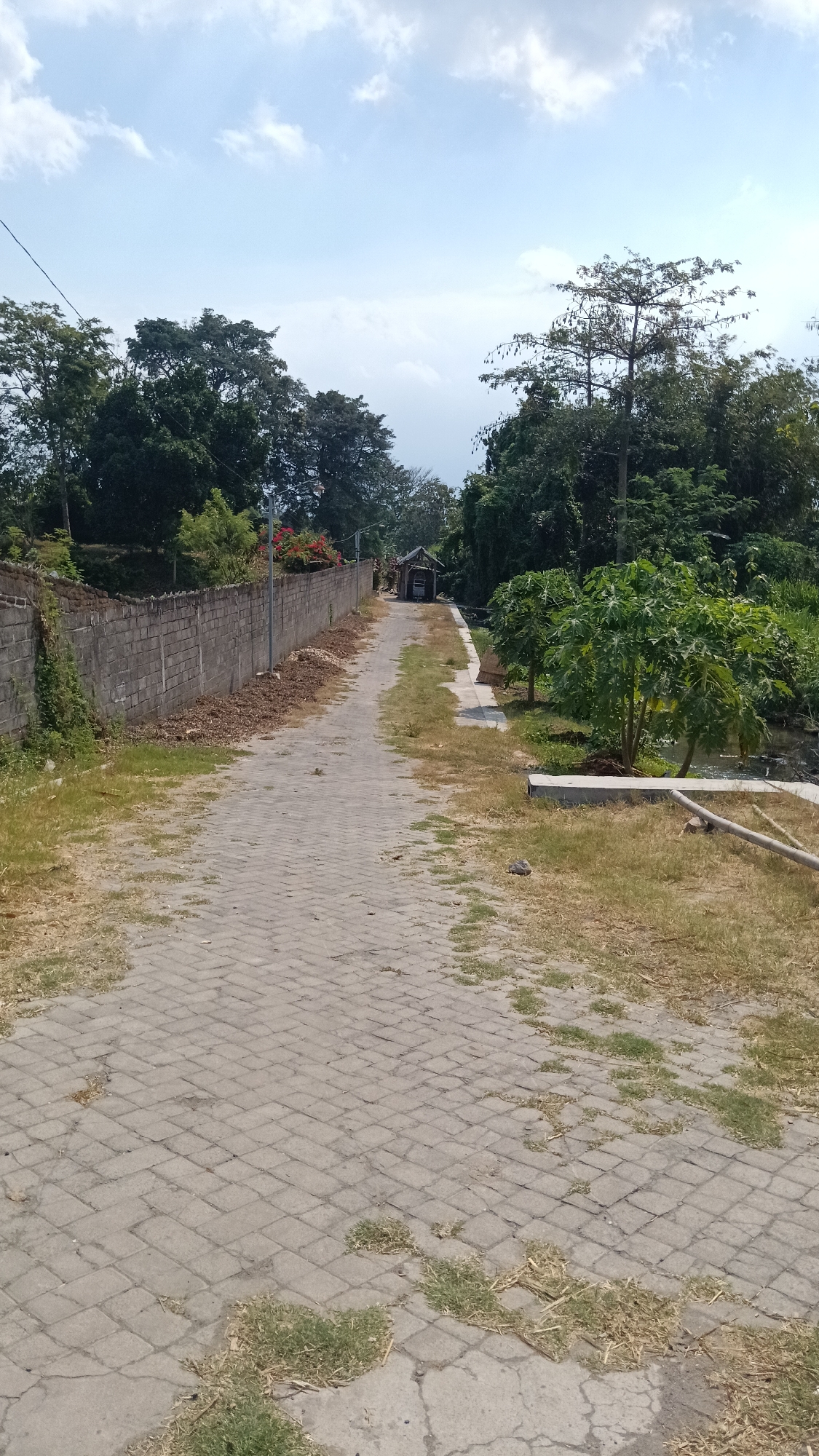 The image shows a paved pathway leading into a rural area, likely in Cendono, Indonesia, given the context. The pathway is constructed of interlocking gray pavers and is bordered on the left by a low, rough-hewn brick wall overgrown with some vegetation. On the right, the pathway is adjacent to a dry, grassy area with some young trees, possibly papaya trees, and a small canal or ditch. Further down the pathway, a small, dilapidated wooden structure with a thatched roof is visible. The background consists of dense, lush green trees and foliage under a bright, partly cloudy sky. The scene depicts a tranquil, somewhat unkempt, outdoor environment. There are no people visible in the image.