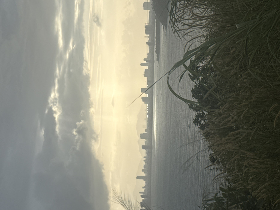 The image displays a panoramic landscape captured from an elevated position in Sơn Trà Ward, Vietnam. The scene is dominated by a largely overcast sky, featuring dense grey clouds in the upper portion, through which multiple shafts of sunlight penetrate towards the horizon. In the immediate foreground, a dense cluster of tall, slender grasses with feathery seed heads and some darker green foliage frames the bottom edge. The midground consists of a wide expanse of choppy water, likely the East Sea, exhibiting surface ripples and a pronounced horizontal reflection of light. Several small, dark shapes, consistent with boats, are visible on the water. The background is defined by the silhouette of a sprawling city skyline, characterized by numerous high-rise buildings of varying heights and designs. Distant mountains are faintly discernible behind the urban structures, and a large bridge is evident on the far right of the cityscape. No human subjects or specific actions are depicted.