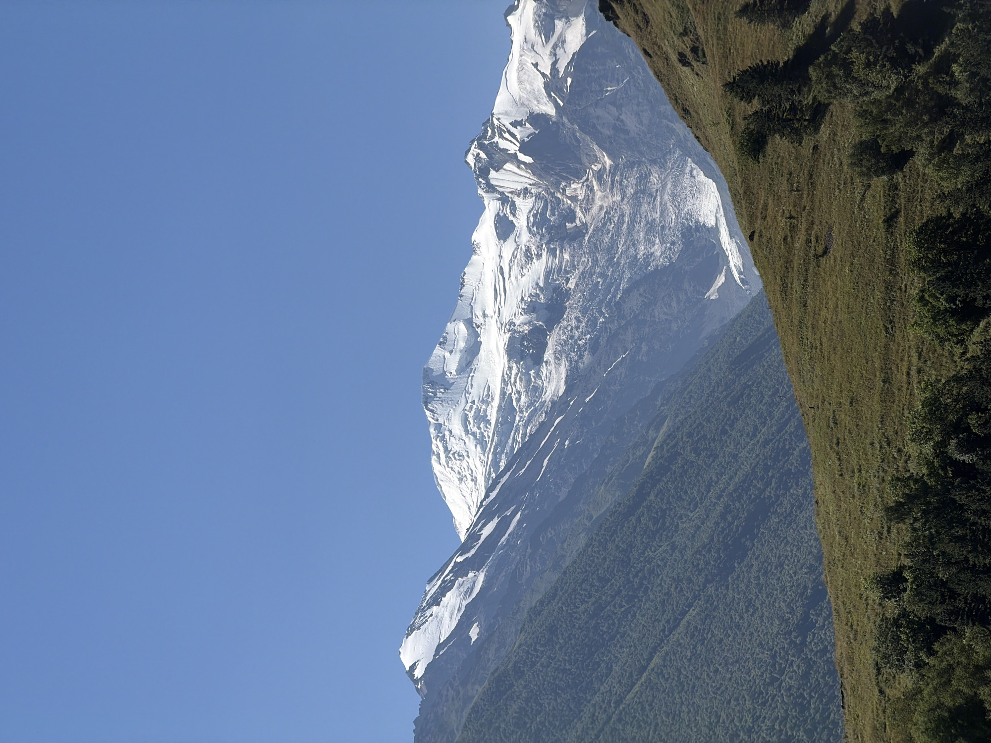 A vertical shot captures a vast mountain range dominated by snow-capped peaks and glaciers under a clear, bright blue sky. The foreground features a sloping, grassy hill dotted with scattered trees and shrubs. The mountains rise majestically in the background, with dense green foliage covering the lower slopes of the closer mountains and transitioning to bare rock and extensive snowfields and glaciers on the higher peaks. The image appears to be taken during daylight hours, with the sun illuminating the scene. This landscape is consistent with the natural beauty of the Caucasus Mountains, which are in the vicinity of Kani, Russia. There are no people or any man-made structures visible in the image.