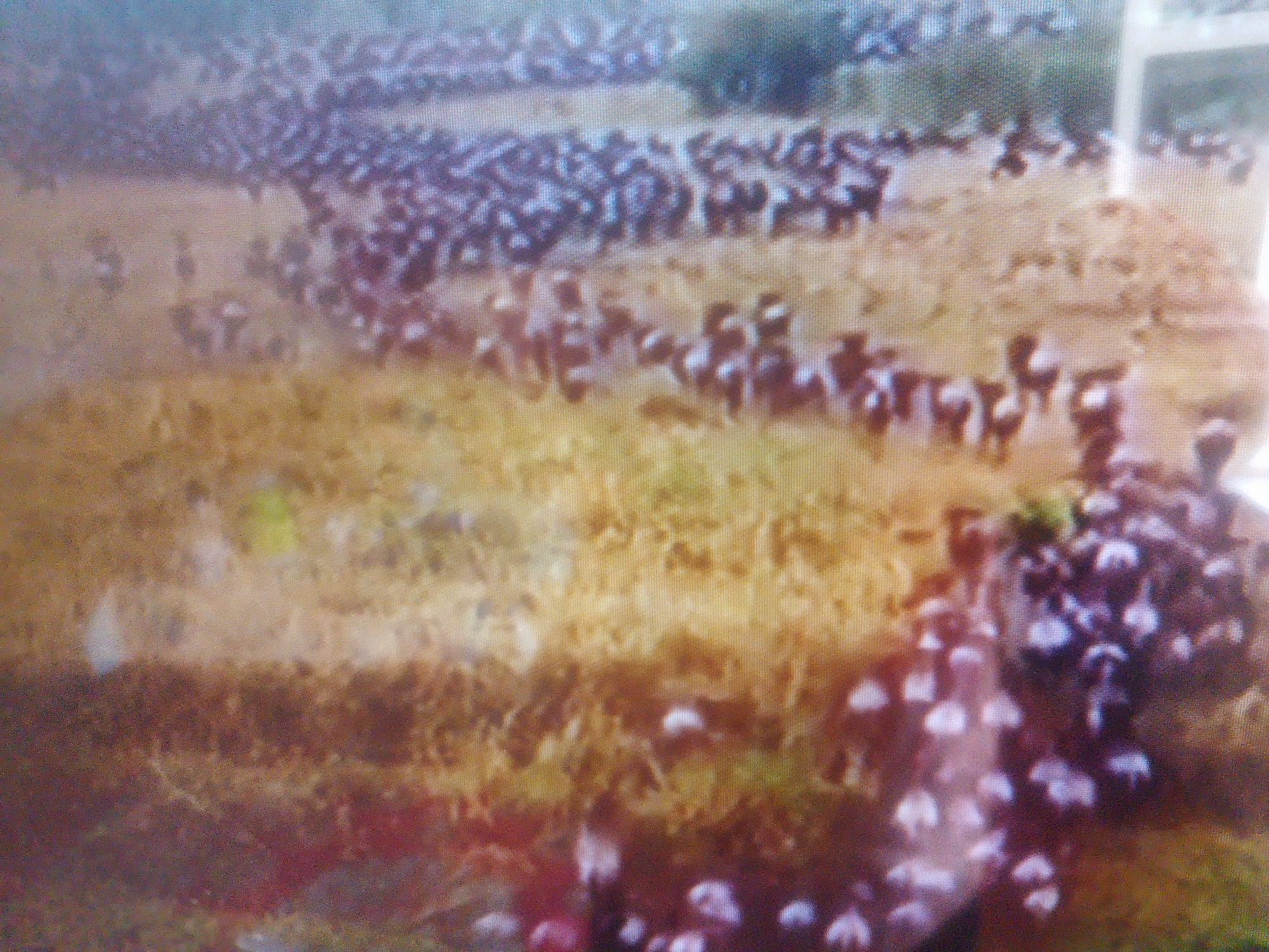 The image shows a large herd of wildebeest migrating across a dry, grassy plain. The animals are densely packed together, and their bodies are a dark brown color with some lighter markings. They appear to be moving in the same direction, suggesting a mass migration. The terrain is mostly flat with some scattered bushes and trees in the background. The sky is a pale blue, indicating a clear day. The scene is reminiscent of the Serengeti migration in Africa. There is no indication of this image being taken in Dushanbe, Tajikistan, as the environment is not consistent with the geography of the region.