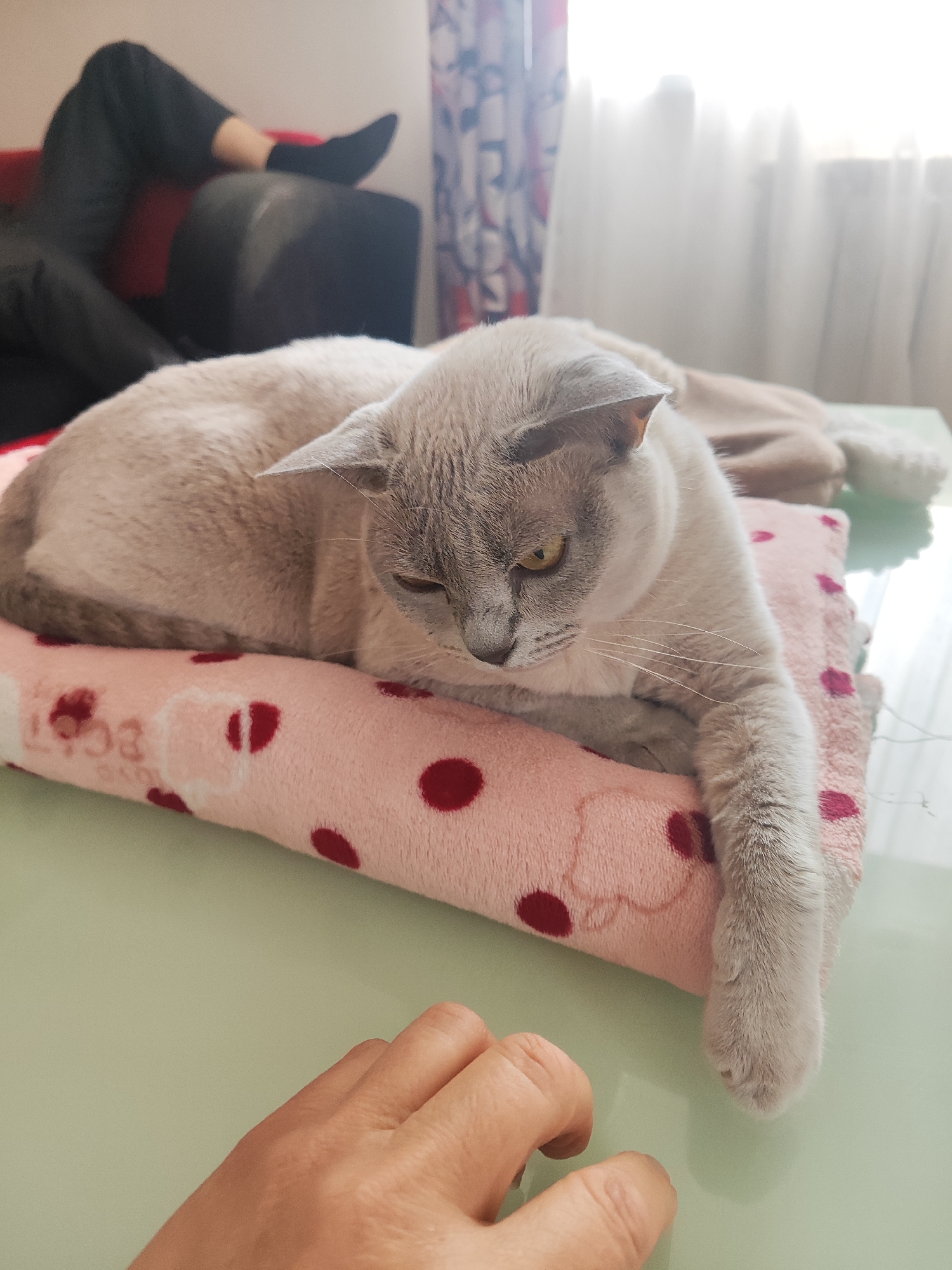 In an indoor setting, a light gray cat with yellow eyes is resting on a pink blanket with red polka dots, which is placed on a light green table. The cat is lying down, with its head tilted and one eye partially closed. Its right paw is extended over the edge of the blanket. In the foreground, a human hand is visible, with fingers slightly curled, positioned near the cat. In the background, a person's legs, clad in black pants and black socks, are visible, resting on a red sofa and a dark-colored ottoman. A window with sheer white curtains is also present in the background, letting in natural light. The scene appears to be a domestic environment. The image does not contain any specific information to indicate its location in Gvardeysk, Russia.