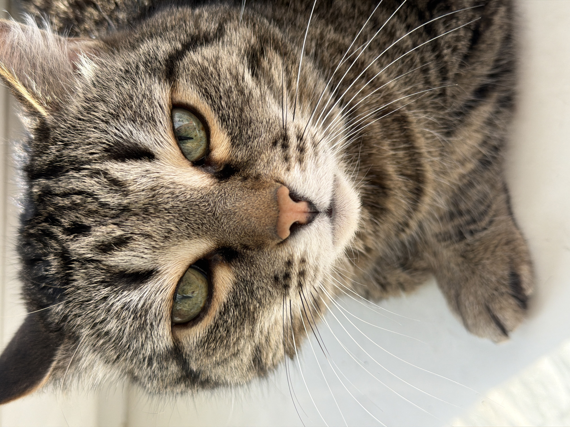 The image is a close-up of a tabby cat's face, showing its green eyes, pink nose, and long white whiskers. The cat has brown and gray striped fur. A paw is partially visible on the right side of the image. The background is a plain, light-colored surface. There is no indication of the location being Izhevsk, Russia.