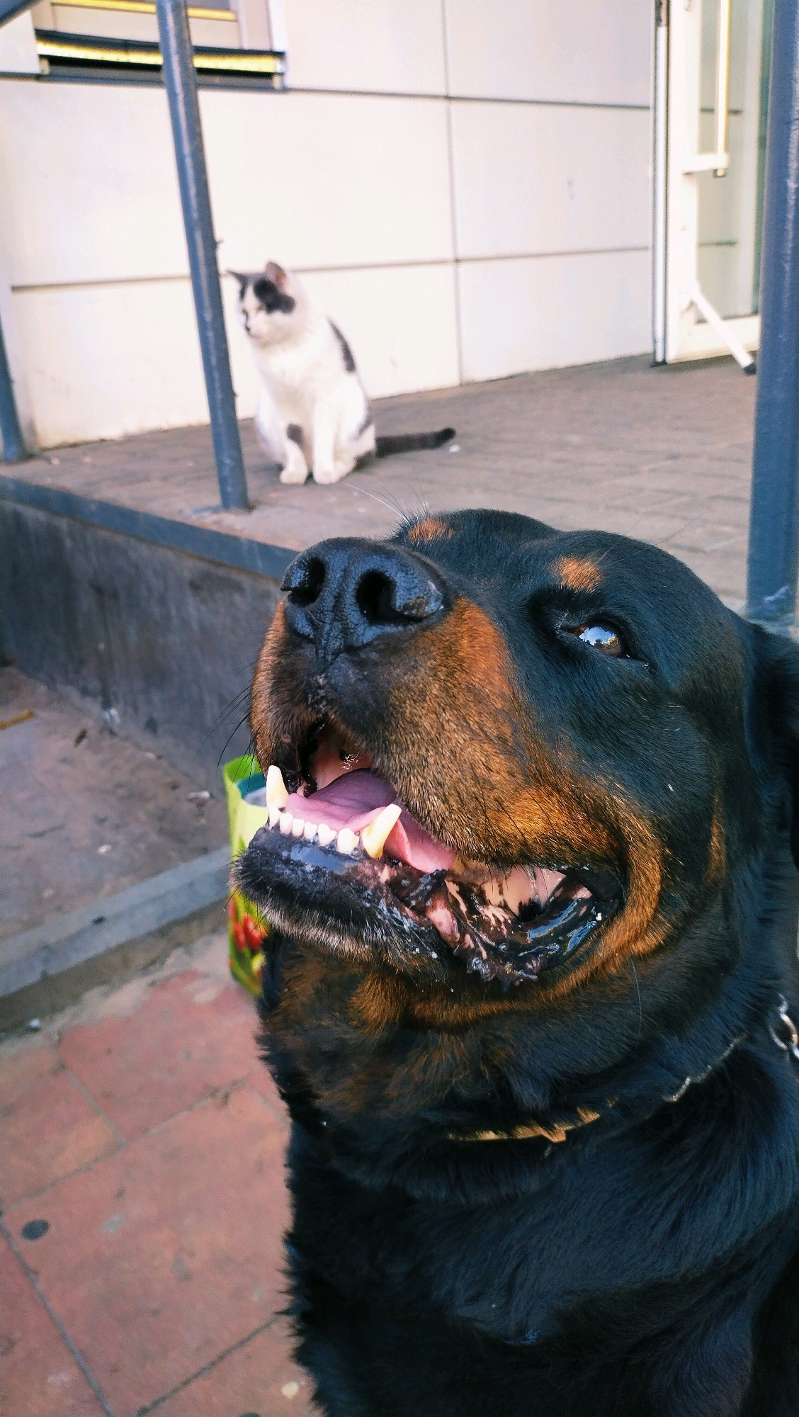 A close-up, low-angle shot captures a Rottweiler dog outdoors, its head and upper torso filling the foreground. The dog's mouth is open, revealing its teeth and pink tongue, with saliva visible. Its black and tan fur is detailed, and a collar is visible around its neck. In the background, slightly out of focus, a black and white cat sits on a concrete ledge. The environment appears to be an urban setting with a building facade and a metal railing. The ground is paved with reddish-brown tiles and concrete. A green, patterned container is partially visible near the dog. The scene suggests a street or public area in Horishni Plavni, Ukraine.
