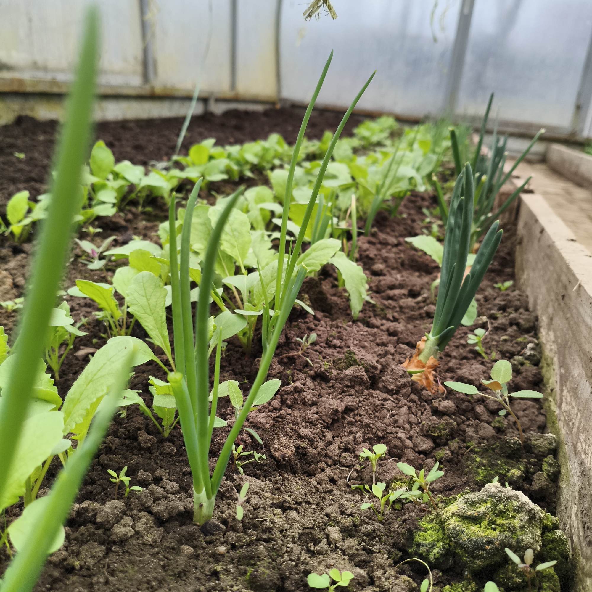 The image presents a close-up, low-angle view inside a greenhouse, showcasing a thriving bed of young plants in Chaikovsky, Russia. Dark, rich brown soil fills the foreground and mid-ground, meticulously cultivated into rows.
Numerous green plants are visible at various stages of growth. In the foreground and extending into the mid-ground, clusters of young green onions or chives stand tall with their slender, hollow-looking leaves. One more mature onion bulb with prominent green shoots emerges from the soil on the right side of a central row, close to a wooden border. Interspersed among the onions and forming denser patches are young leafy greens, likely radishes, characterized by their rounder, light-green leaves. Small, sporadic weeds or emergent seedlings are also dotted across the soil.
A wooden plank, possibly part of a raised bed or garden border, defines the right edge of the planting area. In the background, the translucent walls or covering of the greenhouse are visible, indicating an enclosed agricultural setting. The lighting is soft and diffused, suggesting natural daylight filtered through the greenhouse material, creating an even, gentle illumination over the scene. There are no people visible, nor any discernible text. The image captures the fresh, early stages of plant cultivation, reflecting a serene and productive garden environment.