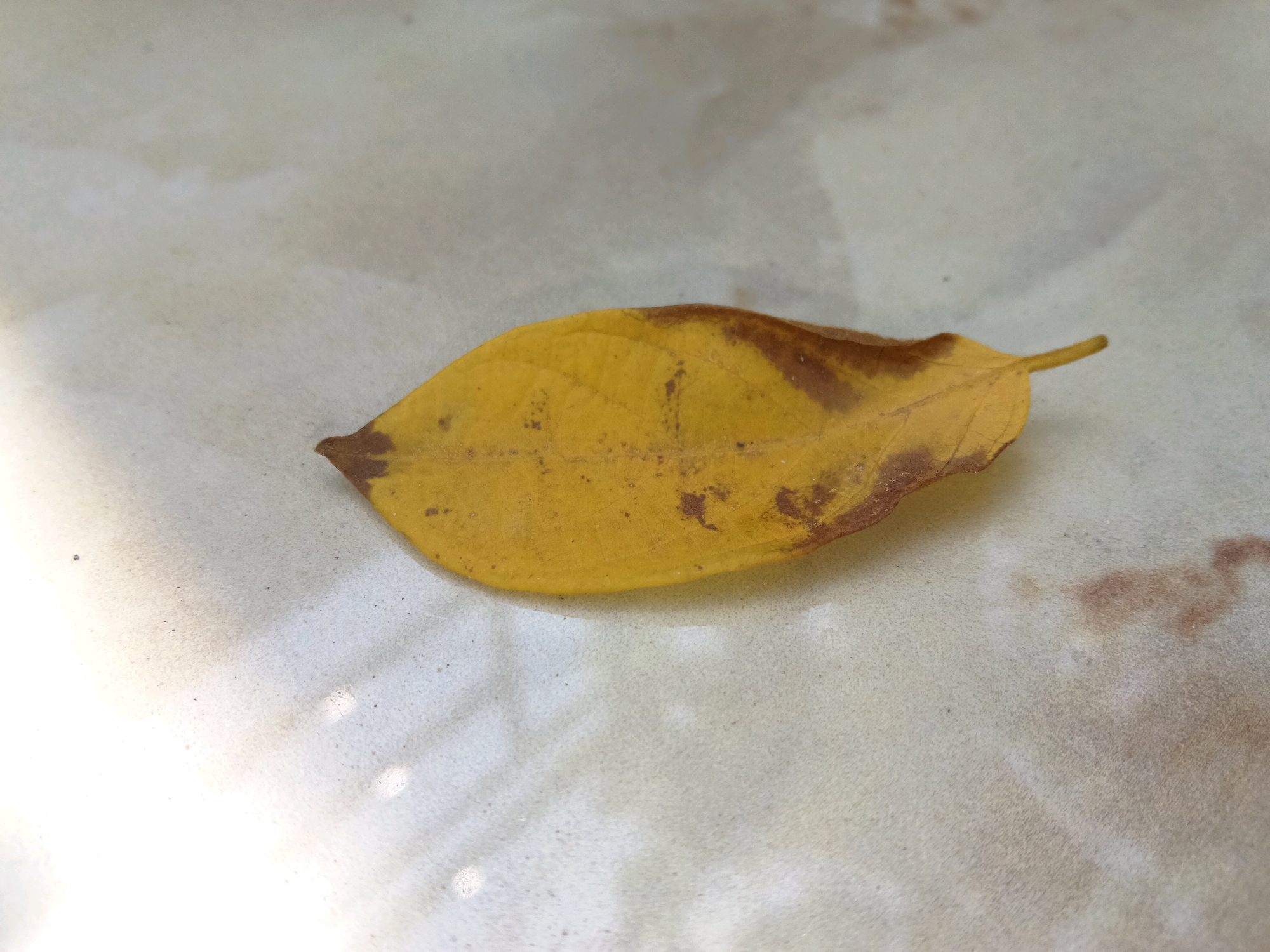 A single yellow leaf with brown markings lies on a mottled, light-colored surface. The surface appears textured and possibly made of stone or tile, with some darker, irregular patches and lighter, possibly water-related marks. The lighting suggests an indoor environment, with a bright area on the left side of the image casting faint shadows. The leaf is positioned centrally in the frame, oriented diagonally from the lower left to the upper right. The scene is static and offers no information about human activity or the specific location within Gitaramuka, Burundi.