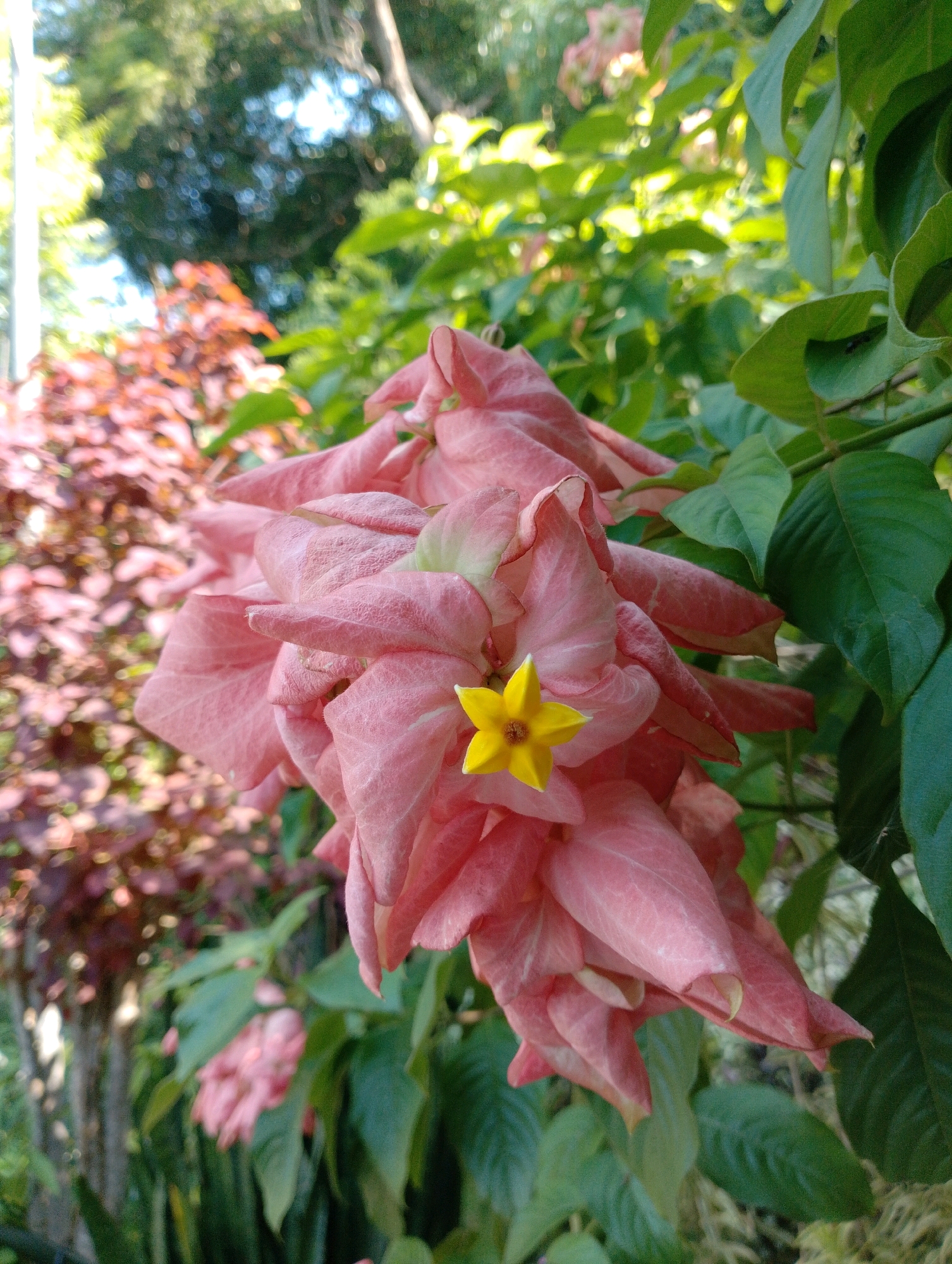 The image shows a close-up of a cluster of pale pink flowers with a small, bright yellow star-shaped flower in the center. The petals of the pink flowers are delicate and slightly translucent, with visible veins. The yellow flower has a brown center. The background is lush and green with other foliage and hints of blurred reddish-pink leaves on the left. The lighting suggests it is daytime, possibly in a garden or natural setting. The image is focused on the flowers, with the background softly blurred, creating a shallow depth of field. There are no people, animals, or man-made objects visible in the frame. The location is the city of Maligaon, India.