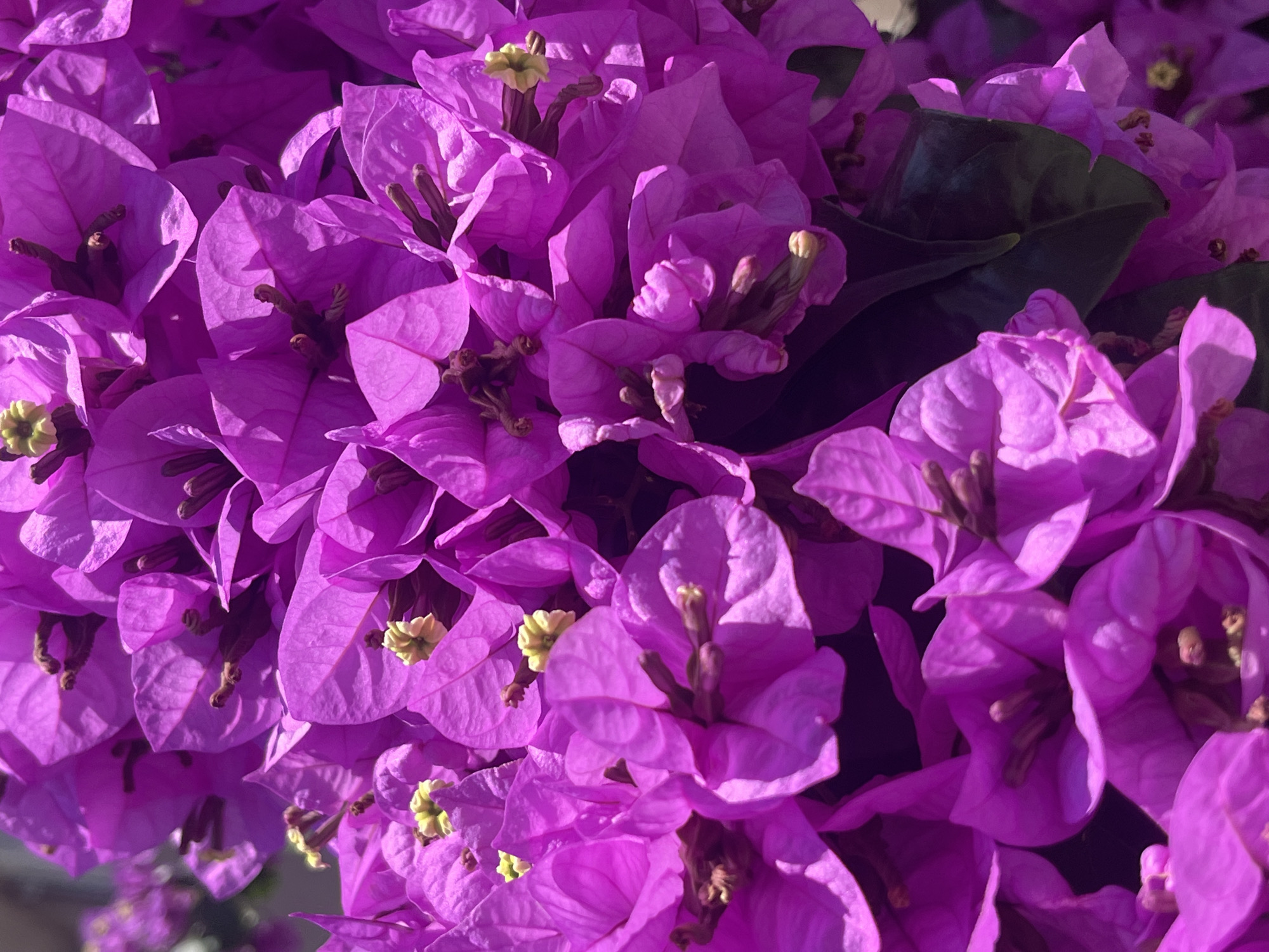 A close-up, overhead shot focuses on a dense cluster of bright magenta bougainvillea flowers. The image is filled with the vibrant color of the bracts, which overlap and form intricate patterns. Some of the true flowers, small and yellowish, are visible in the center of some bracts. The lighting suggests a sunny day, with some shadows creating depth and highlighting the delicate texture of the petals. There are no people or specific landmarks of Budva, Montenegro, visible in this close-up botanical study.