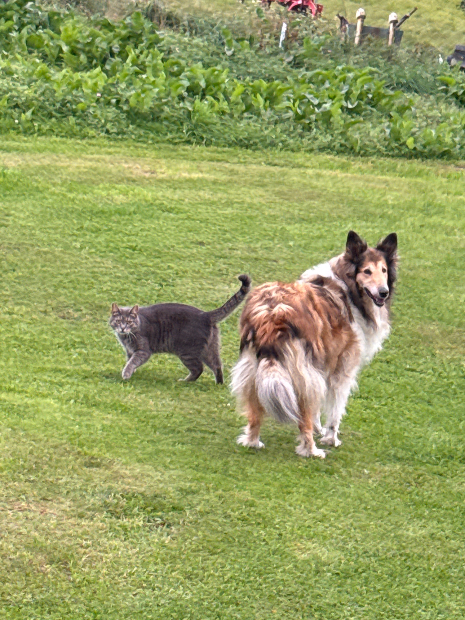 The image depicts an outdoor scene with a grassy field and some vegetation in the background. In the foreground, a grey tabby cat is walking on the grass, facing left. Behind the cat and to the right, a large, long-haired dog, likely a collie, stands on the grass facing right. The dog has a brown, white, and black coat. The environment suggests a rural or suburban setting, possibly a backyard or park. There are no visible buildings or specific landmarks that would indicate the city of Galinė, Lithuania. The lighting suggests it is daytime.