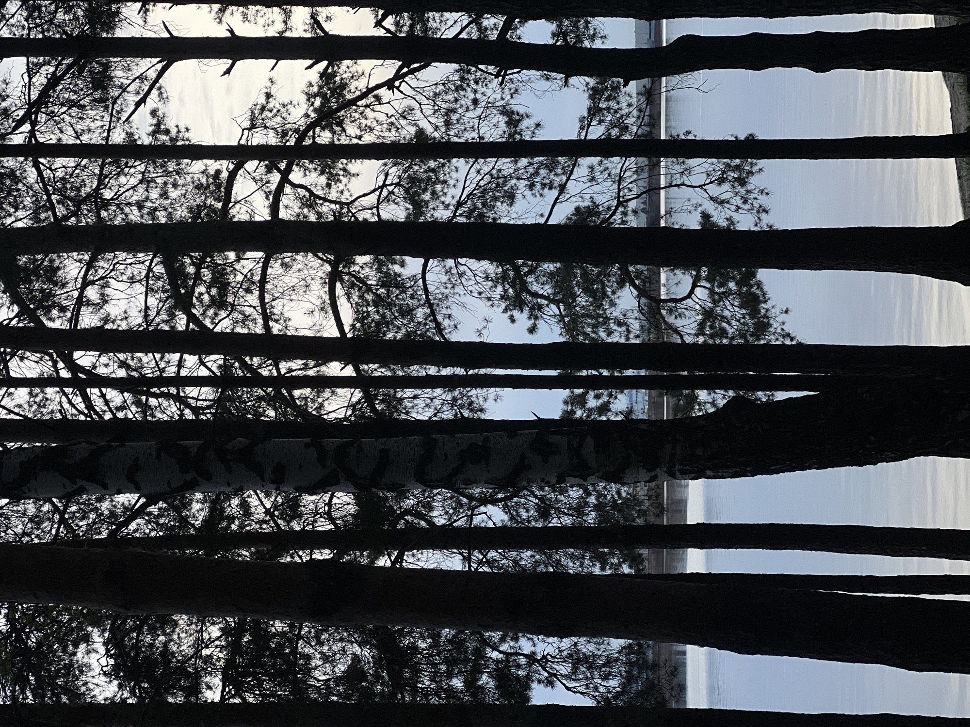 The image presents a view looking up through silhouetted tree trunks and branches towards the sky and a building in the city of Chaikovsky, Russia. The tree trunks create horizontal bands across the image. In the gaps between the trunks, the sky is visible, along with a glimpse of a concrete building with vertical lines. One tree trunk is distinguishable by its birch bark pattern. The branches are detailed in silhouette against the lighter background. The overall impression is a natural scene juxtaposed with the built environment.