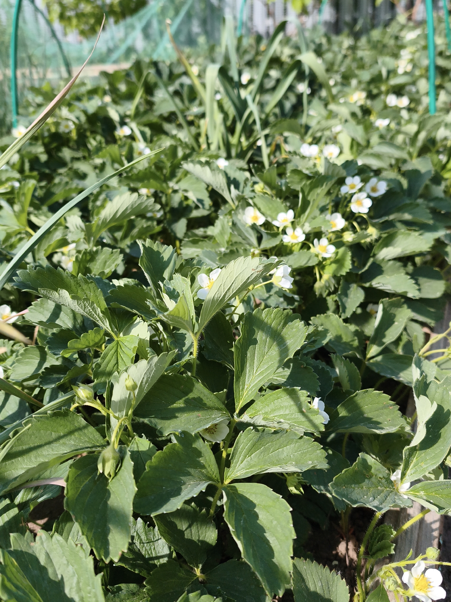 The image shows a close-up view of a strawberry patch, likely in a garden. The plants are lush and green, with many white flowers visible, indicating they are in bloom. Some leaves show signs of sunlight exposure. In the background, there is a blurred green mesh, possibly a protective barrier. The presence of cultivated plants suggests an outdoor location, possibly in a garden or agricultural area. The image was captured during daylight hours, as evidenced by the lighting and shadows. The location given is Chaikovsky, Russia.