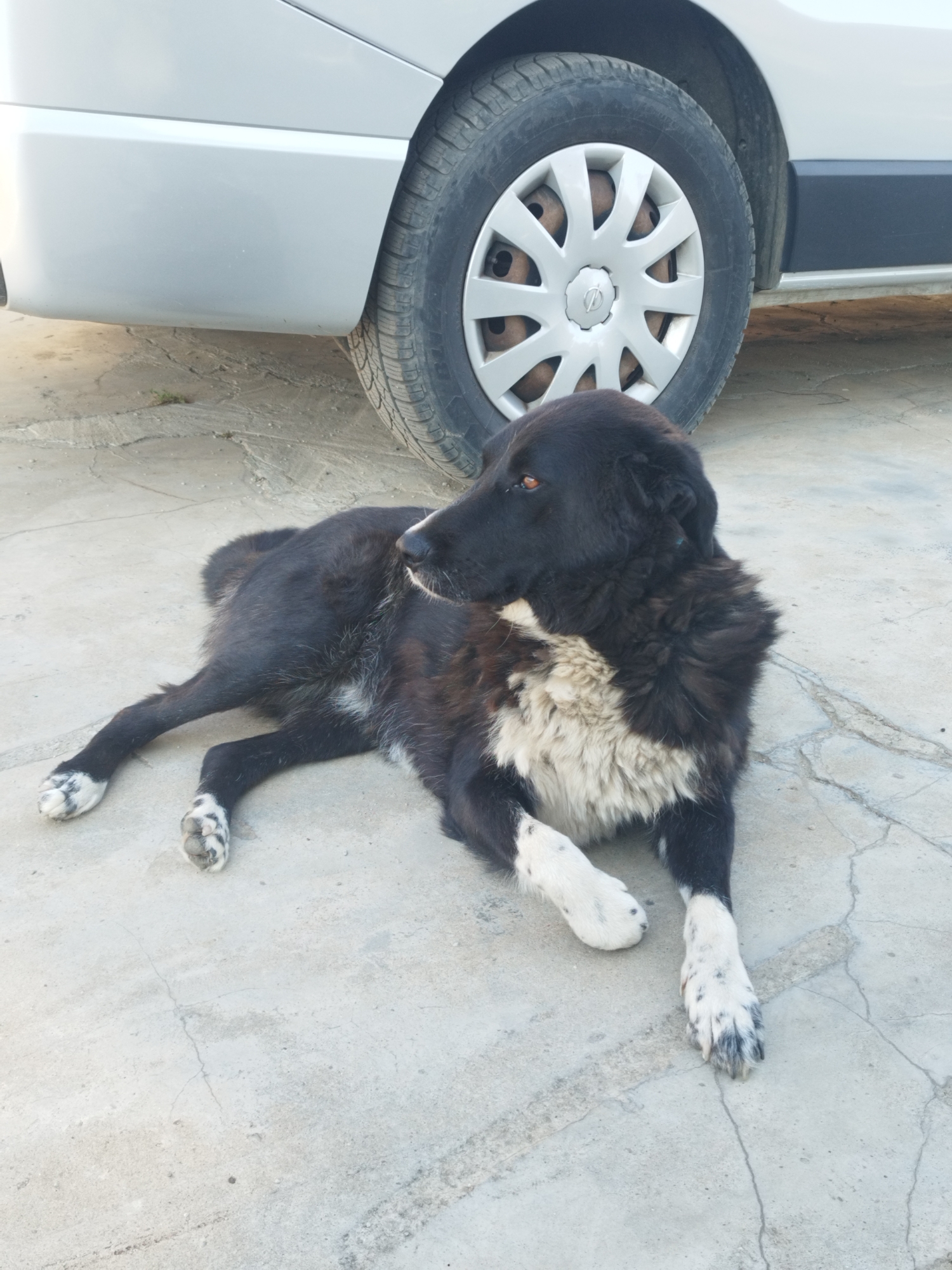 A black and white dog lies on a cracked concrete surface. The dog is facing to the right and looking away from the camera. Its fur is long and shaggy around its neck and chest, transitioning to shorter fur on its legs and tail. The dog has white paws with black spots and a white patch on its chest. Behind the dog, the lower portion of a silver van is visible, including a tire with a silver hubcap. The background is a flat, gray concrete area with some faint cracks. The overall scene appears to be outdoors, possibly in a parking area or driveway. There is no indication of the specific location in Bucharest, Romania.