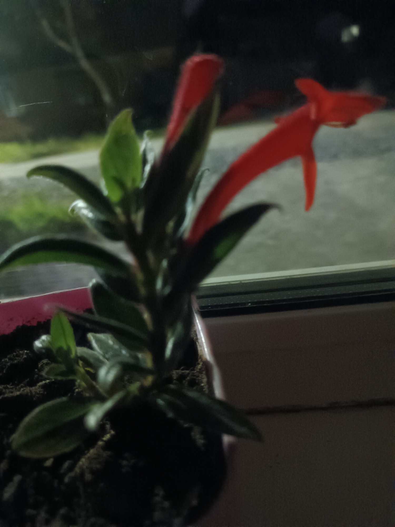 The image shows a potted plant with red tubular flowers and green leaves, positioned on a windowsill. The plant is in focus, with the background blurred. The background appears to be a window looking out onto a dark, possibly outdoor environment with some faint lights and foliage visible. The scene is indoors, with the plant likely in a residential or office setting. There is no indication of human presence or any specific location within Novaya Derevnya, Russia. The image quality is low, with a considerable amount of noise and blur.