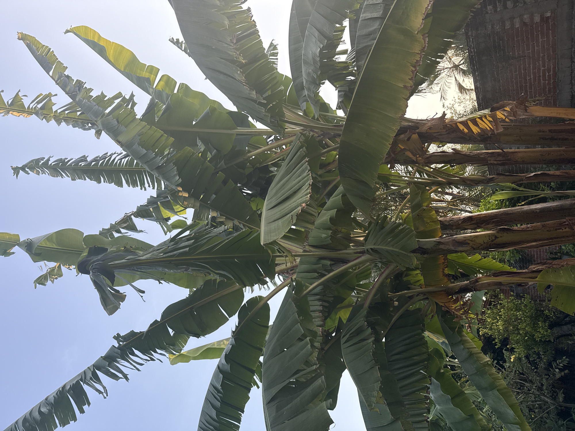 A tilted upward-facing shot captures a dense cluster of banana trees. The leaves are mostly green with some yellowing on the tips. A section of a brick wall is visible behind the trees on the right. A patch of blue sky is visible in the upper left of the frame. The location is likely Xochitepec, Mexico.