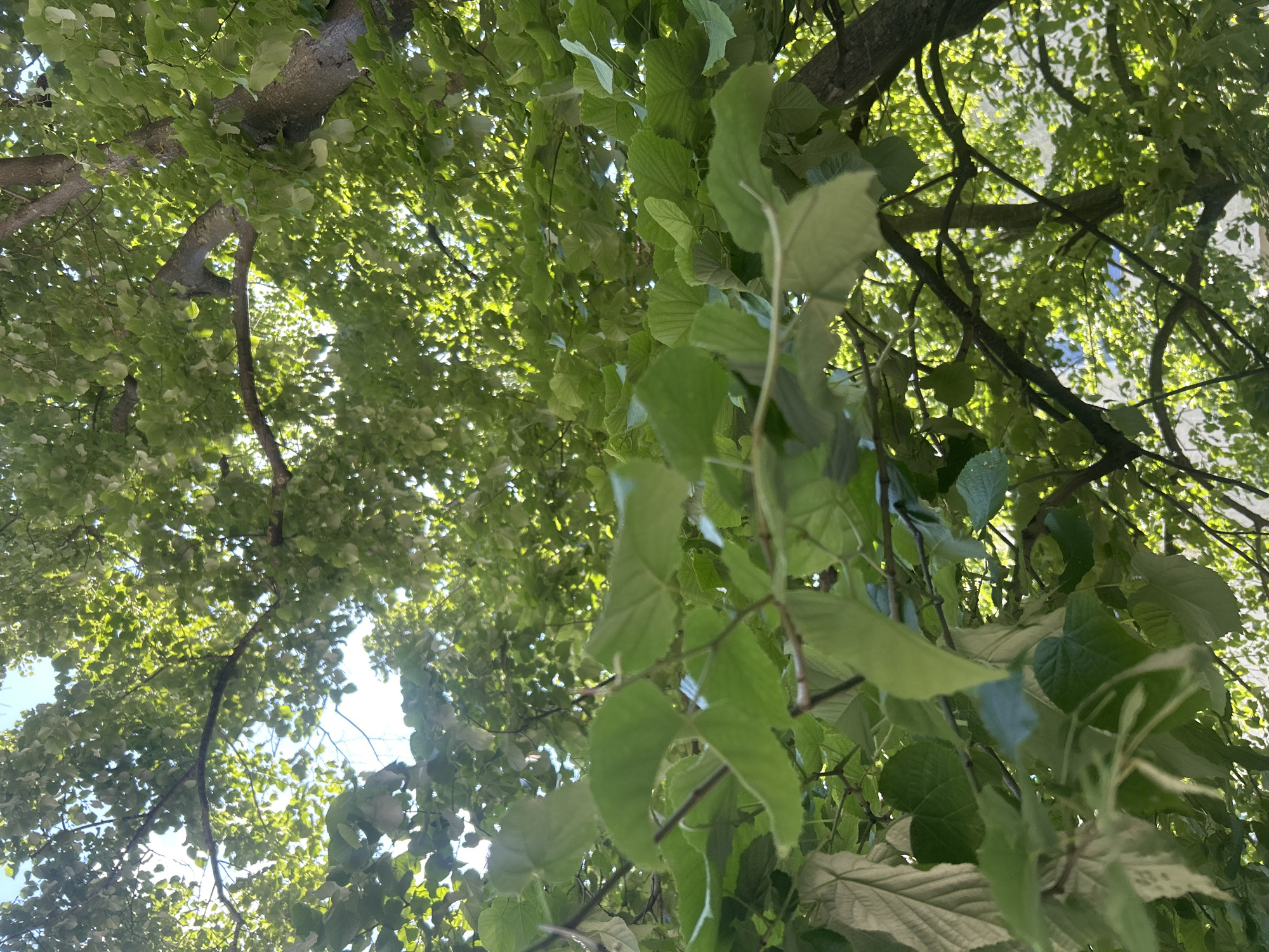 The image captures a view looking up into a tree canopy. The leaves are predominantly green, with variations in tone suggesting different species or levels of sunlight exposure. Branches of varying sizes are visible, some thicker, indicating the main structure of the tree, and others thinner, forming twigs. The sky can be glimpsed through gaps in the foliage, appearing as bright patches. The overall impression is of a dense, leafy overhead covering.
The location is city of Unknown, Unknown.