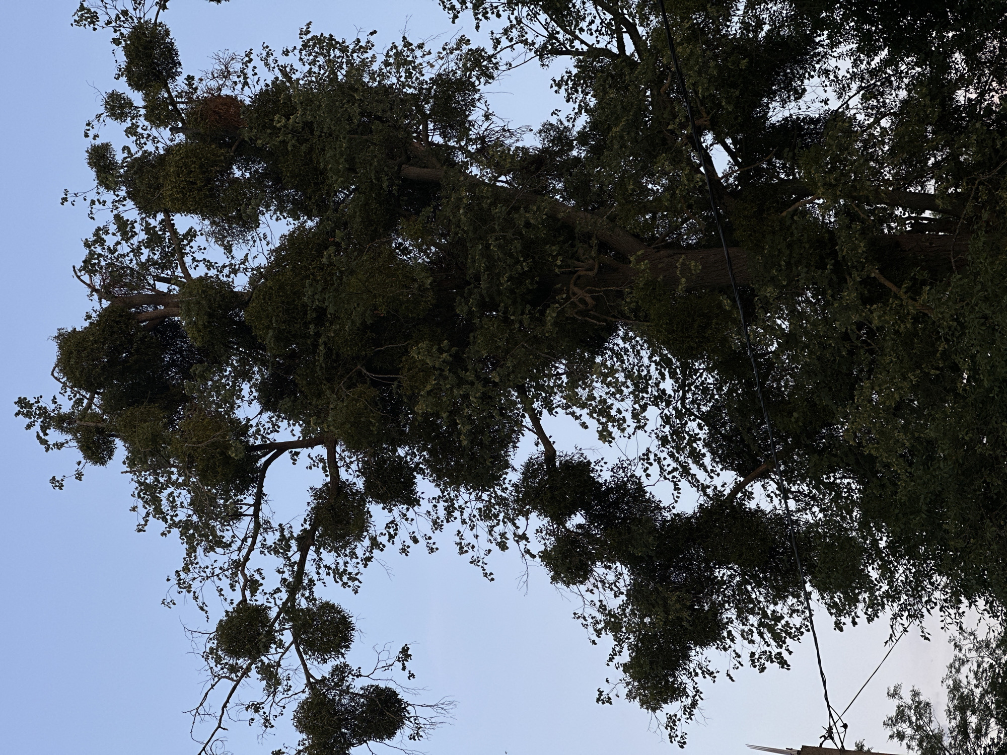 The image shows a large, mature tree with a dense canopy of dark green leaves. Several large, spherical clumps of mistletoe are visible attached to the branches of the tree, particularly in the upper and mid-sections. The sky is a pale blue, suggesting it is either early morning or late evening. The tree is situated in an outdoor environment, likely a rural or semi-rural area, given the presence of power lines and a utility pole visible in the lower left quadrant of the image. There are no people or discernible human activity depicted in the image. The overall scene conveys a naturalistic view of a tree affected by parasitic mistletoe growth.