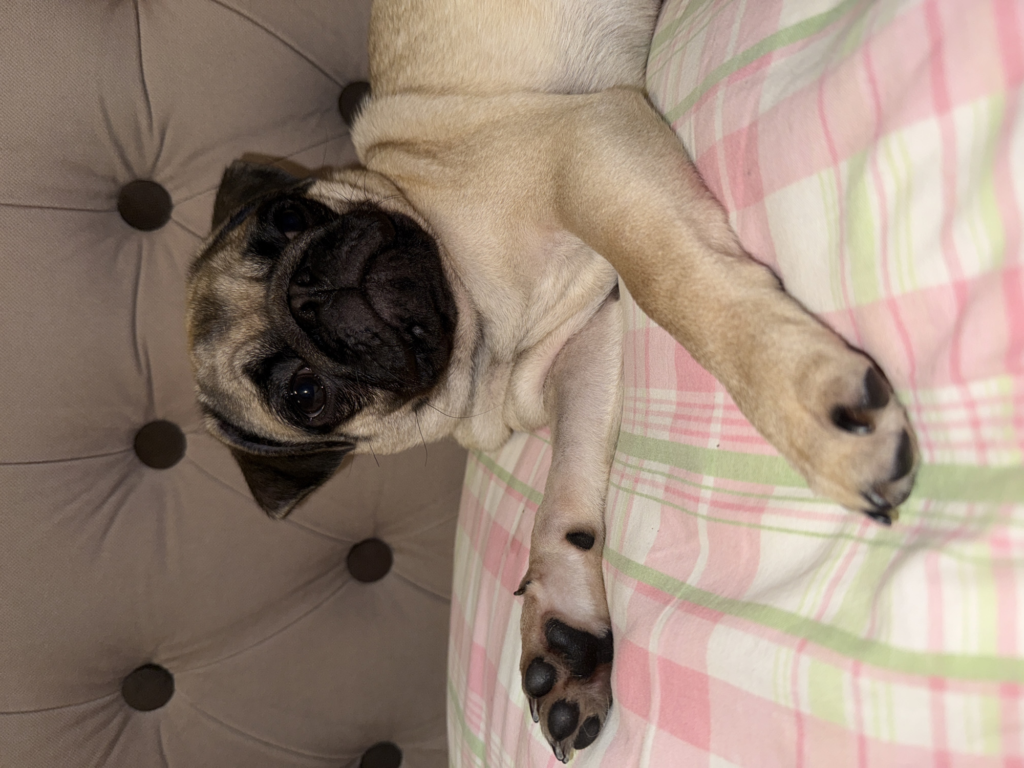 A fawn-colored pug lies on a pink and green plaid surface. The pug's head is turned to the left, facing the viewer with a neutral expression. Its left front paw is extended towards the foreground, resting on the plaid surface. The background consists of a tufted, upholstered surface in a neutral beige color, with circular indentations. The lighting is dim, creating soft shadows. The image is a medium close-up, focusing on the pug and its immediate surroundings.