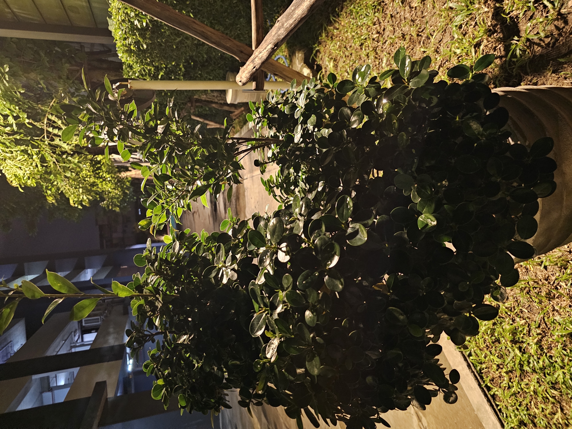 An outdoor nighttime scene in Bangkok, Thailand, features a potted, dark green, leafy shrub illuminated by artificial light. The shrub is positioned on the left side of the frame, obscuring a concrete walkway. To the right of the shrub, a patch of grass and soil is visible. In the background, a multi-story building with illuminated windows stands tall, and the branches of a tree with bright yellow leaves are visible. A wooden trellis-like structure is also present to the right, leaning against the building.