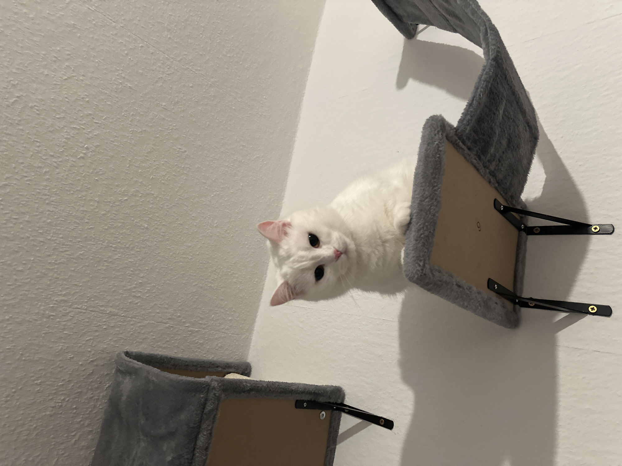 The image features a fluffy white cat with a pink nose and large, dark eyes, peering out from a grey plush cat shelf mounted on a textured white wall. The cat's head is tilted to its left, and it looks directly at the viewer with an alert and curious expression. Its front paws are just visible on the edge of the plush shelf.
Two such cat shelves are visible in the frame, installed against a subtly textured, light-colored wall. The shelves feature grey, soft fabric covering wooden bases, supported by black metal L-shaped brackets secured with gold-colored screws. Strong, dark shadows are cast by the shelves and brackets onto the wall, indicating an internal light source, possibly from above or the side. A faint number "9" is visible on the wooden underside of the upper cat shelf. The setting is indoors, likely a modern home in Arzberg, Germany, designed to accommodate pets with these wall-mounted climbing structures. The overall impression is one of domestic calm and a watchful pet.