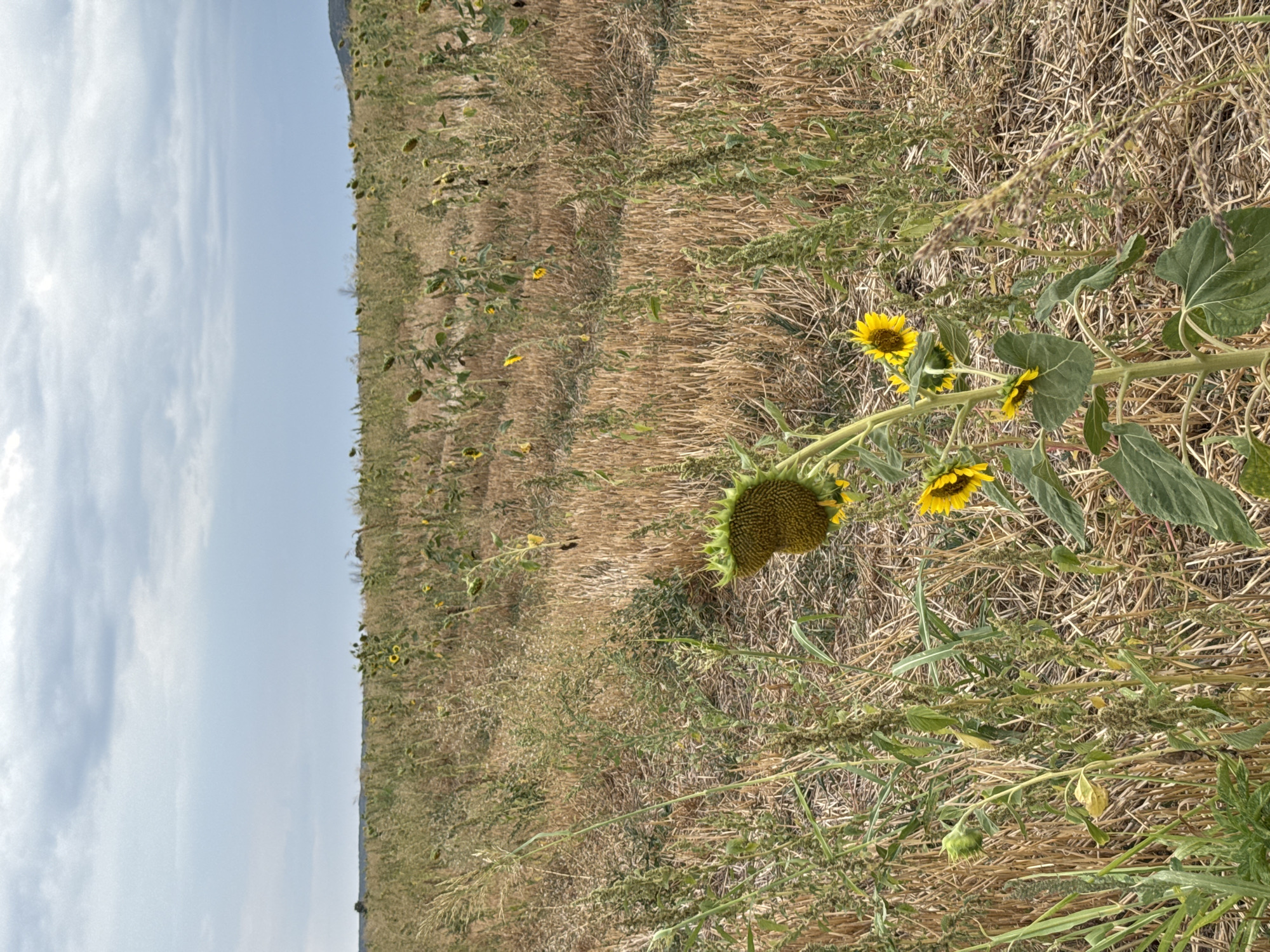 An outdoor, medium shot captures a field of dry, harvested stalks and green vegetation under a cloudy sky. Several sunflowers, some with yellow petals and others with large seed heads, are scattered throughout the scene. The foreground is dominated by a large sunflower with green leaves and a prominent seed head. In the background, the field extends to a distant tree line. The location is identified as Lesicheri, Bulgaria.