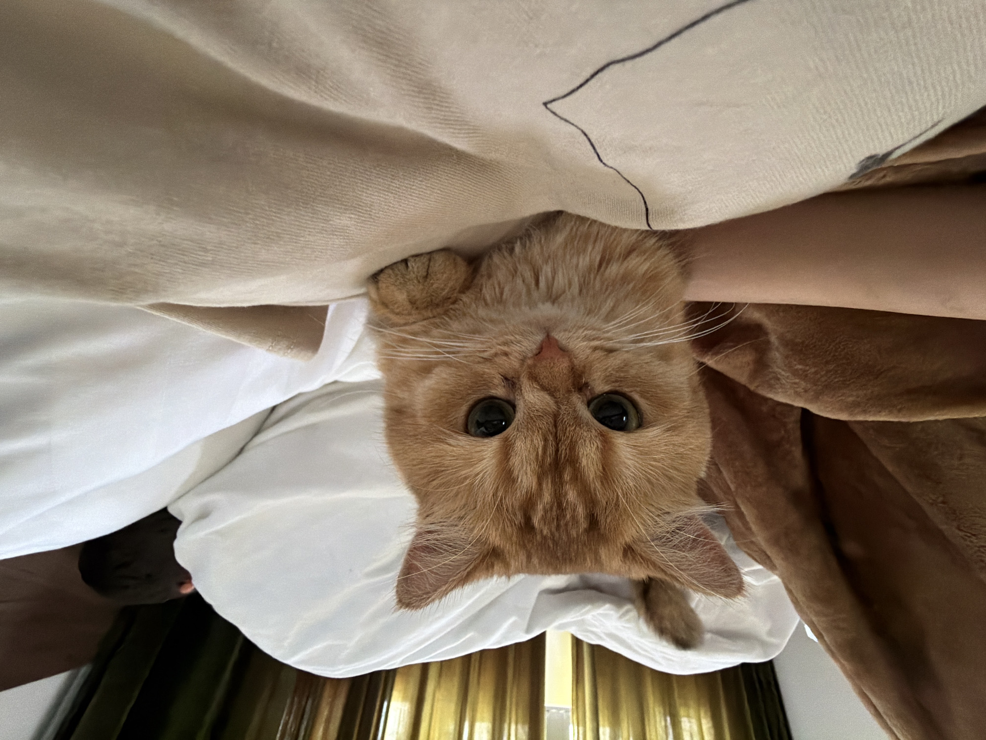 A close-up, eye-level shot captures an orange tabby cat nestled amongst soft bedding. The cat's head is angled towards the camera, its large, dark eyes prominent. Its paws are tucked beneath its chin, and its orange fur is fluffy and appears well-groomed. The background is dominated by white sheets and a brown blanket, suggesting a cozy indoor setting, possibly a bedroom. The lighting is soft and natural, likely from an overcast day or diffused indoor light. The image is devoid of any context that would place it in Da Nang, Vietnam, or any specific city.