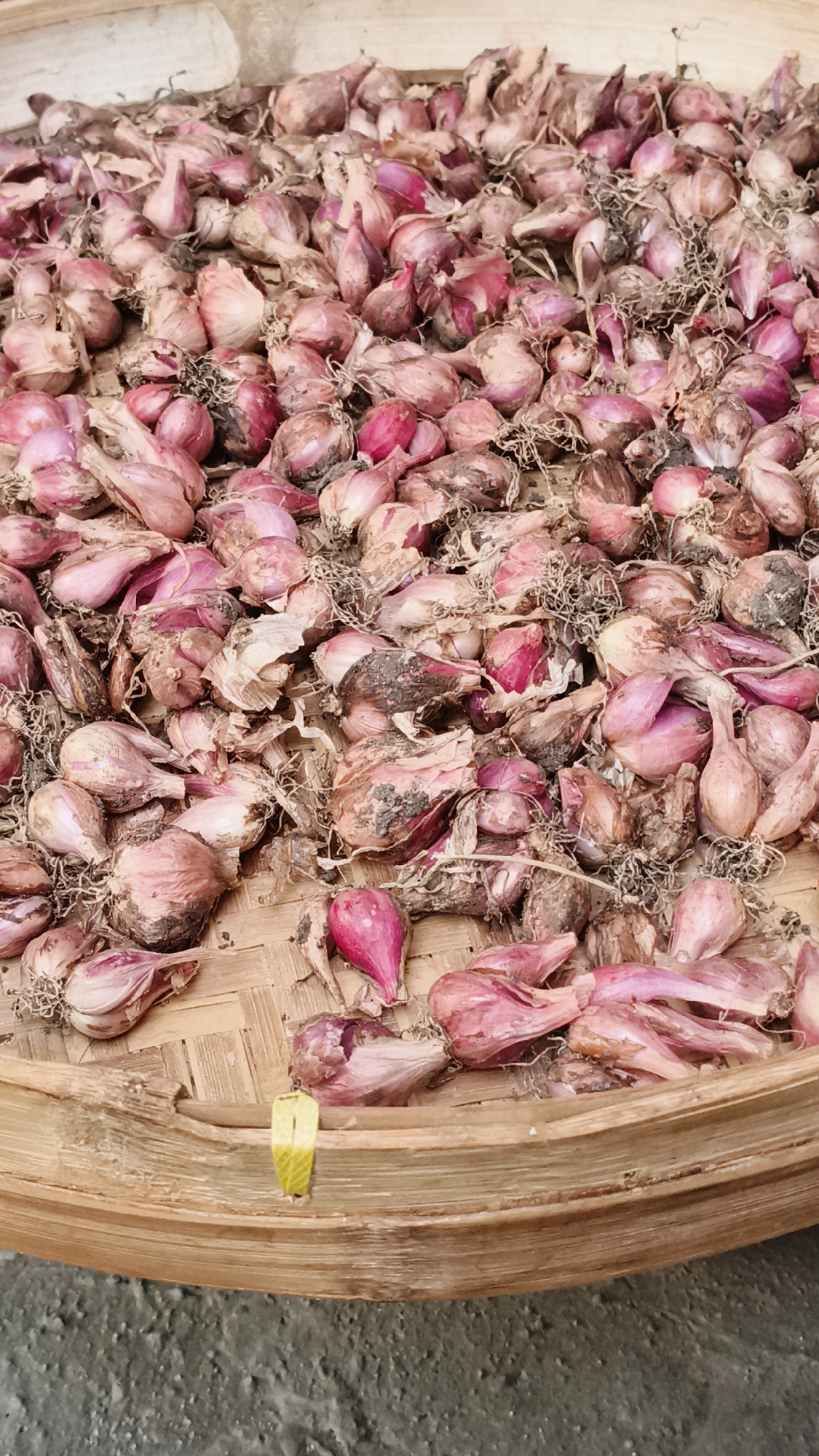The image depicts a close-up, overhead view of a large pile of shallots drying on a woven bamboo tray. The shallots are small, with skins ranging in color from light pink and purple to a dry, papery brown. Some have visible roots and dried leaves attached. The woven texture of the tray is visible beneath the shallots, and a small, yellow object, possibly a leaf or tag, is placed on the edge of the tray in the foreground. The background is a coarse, grey surface, suggesting the tray is placed on the ground. The lighting is natural and appears to be from an overhead source, creating subtle shadows among the shallots. The scene appears to be set outdoors, possibly in a drying area or market. The location is identified as Kerep Kidul, Indonesia.