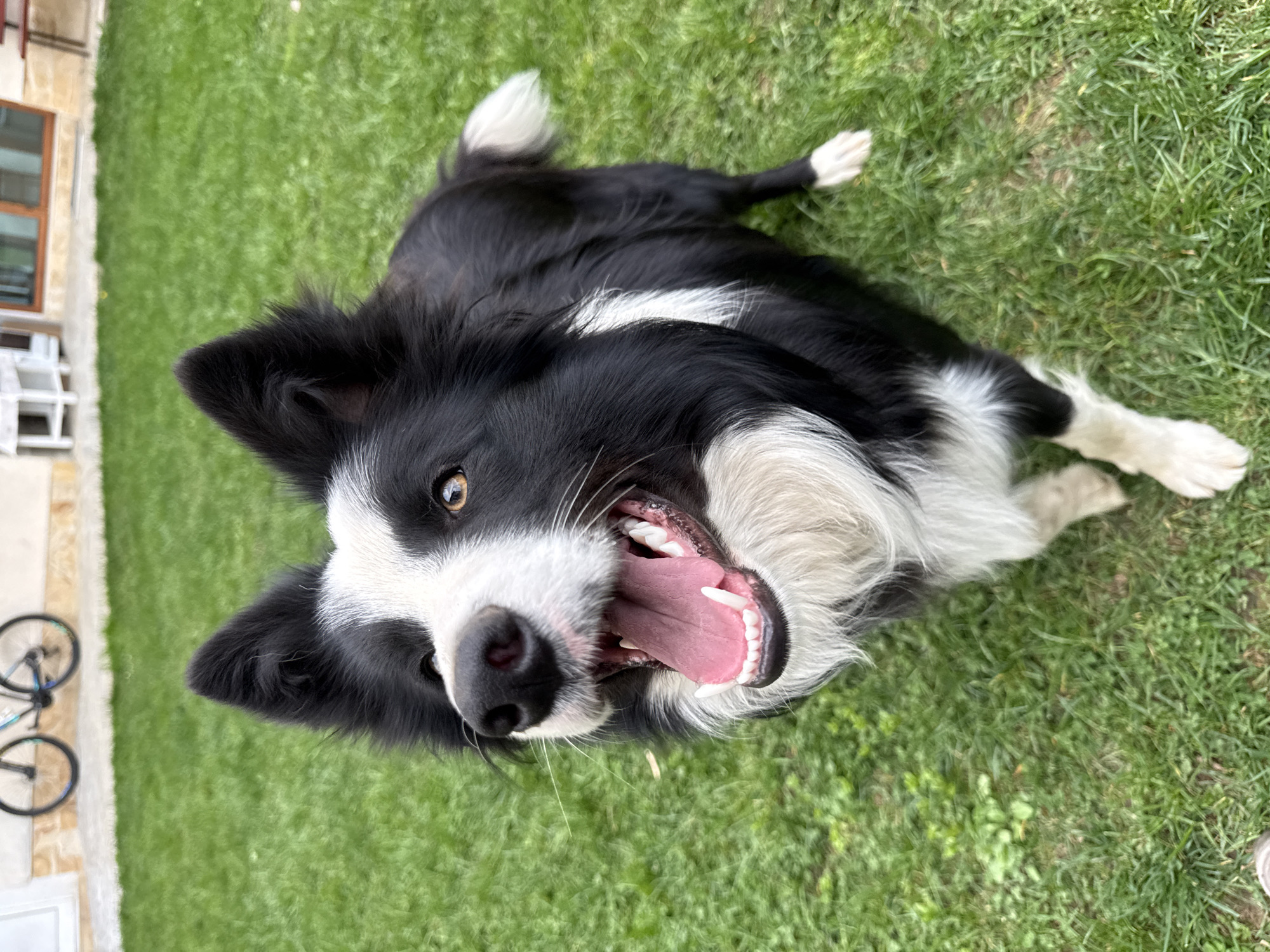 A black and white Border Collie dog is lying on its back in a green lawn. The dog is facing the camera with its mouth open and tongue visible, displaying a happy expression. The grass appears to be freshly cut. In the background, a portion of a building with a window and a bicycle are visible. The location is potentially in a residential area within Berkovitsa, Bulgaria.