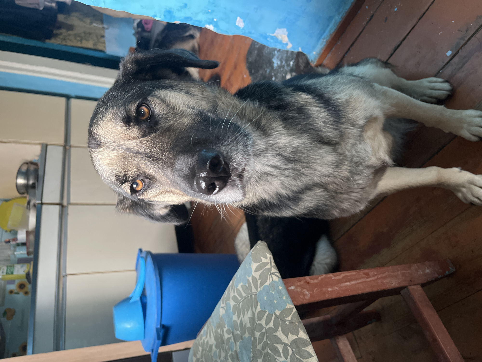 A medium-sized, mixed-breed dog, possibly a shepherd or husky mix, is the central subject of the image. The dog has a coat of gray, black, and tan fur, with notable white markings around its snout and forehead. Its eyes are a striking amber-brown, and it looks directly at the viewer with an attentive and curious expression. Its nose is black and appears wet.
The dog is lying down on a reddish-brown wooden plank floor. In the background, another dog, mostly obscured, is visible, suggesting it's also resting. The setting appears to be an indoor room, likely a home, with a rustic and lived-in aesthetic.
Various objects are present in the scene. To the left, a bright blue plastic bucket or container stands on the floor. In the foreground, a simple wooden stool is partially visible, covered with a light-colored cloth featuring a blue floral or leaf pattern. The wall or a large piece of furniture in the background is painted a vibrant blue, with some visible chipping or wear. Further back, there are sections of white tiled walls or cabinets, and a reflective surface, possibly a window or mirror, showing faint patterns.
The activity captured is the dog resting and engaging with the camera. The lighting suggests it is daytime. The overall impression is one of a comfortable, unpretentious home environment. The image is rotated 90 degrees clockwise, presenting the dog horizontally across the frame. There is no visible text in the image. Given the location context, this scene is from Nizhny Tagil, Russia.