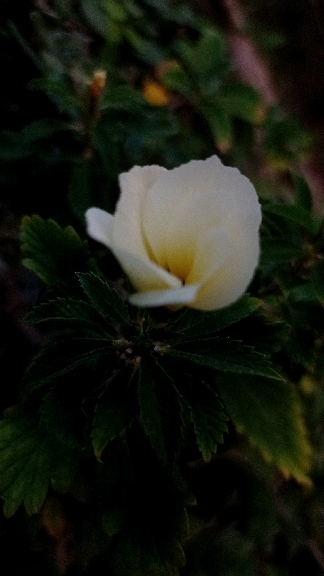 A close-up, low-angle shot captures a white flower with a yellow center, its petals softly unfurling. The flower is nestled amidst dark green, serrated leaves, creating a dramatic contrast. The background is blurred and dark, with hints of yellow and brown foliage suggesting an outdoor environment. The image appears to be taken in a garden or natural setting, possibly in Batu, Indonesia, known for its lush greenery and floral landscapes. The lighting is dim, contributing to a moody and intimate atmosphere.