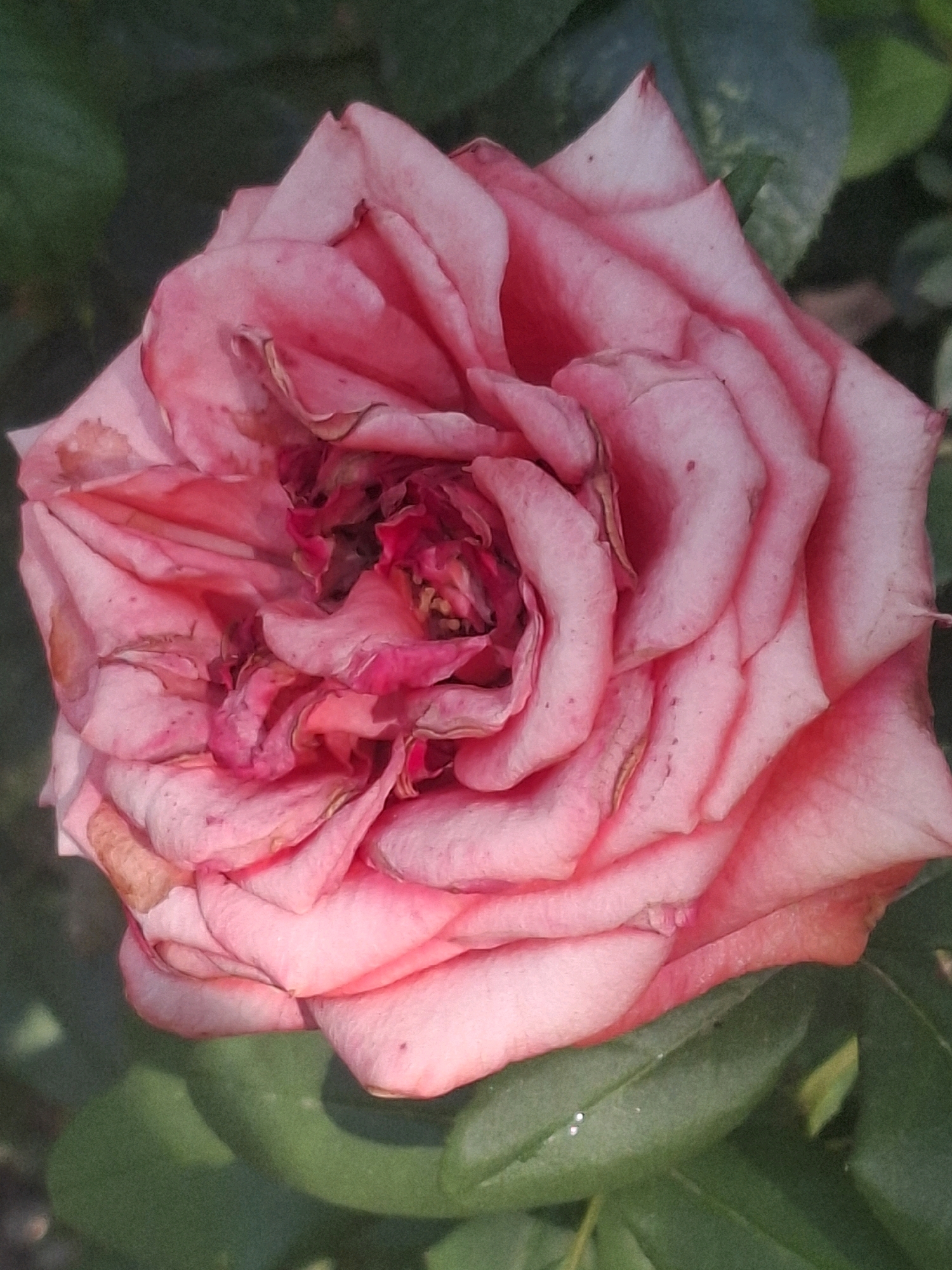 The image shows a close-up of a pink rose in bloom. The petals are a delicate pink, with some showing signs of wilting and browning at the edges. The center of the rose is a deeper pink and appears slightly shriveled. The rose is set against a blurred background of green foliage. The lighting suggests it is daytime, with soft sunlight illuminating the flower. There are no people visible in the image. The image is a still photograph of a natural subject.
The location of this image is not specified within the image itself, and therefore cannot be determined without additional information. It could be any park, garden, or natural setting within the city of Almaty, Kazakhstan, or elsewhere.