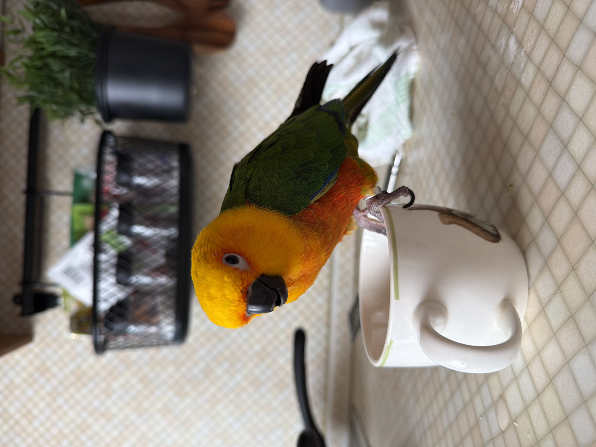 A sun conure parrot is perched on the rim of a white mug with a green band. The parrot has vibrant orange and yellow feathers on its head and chest, and green feathers on its wings and back. Its beak is black, and its eye is dark with a lighter ring. The mug is on a checkered countertop. In the background, there is a black wire basket filled with jars, a black pot with a green plant, and some wooden utensils. The scene appears to be in a kitchen.