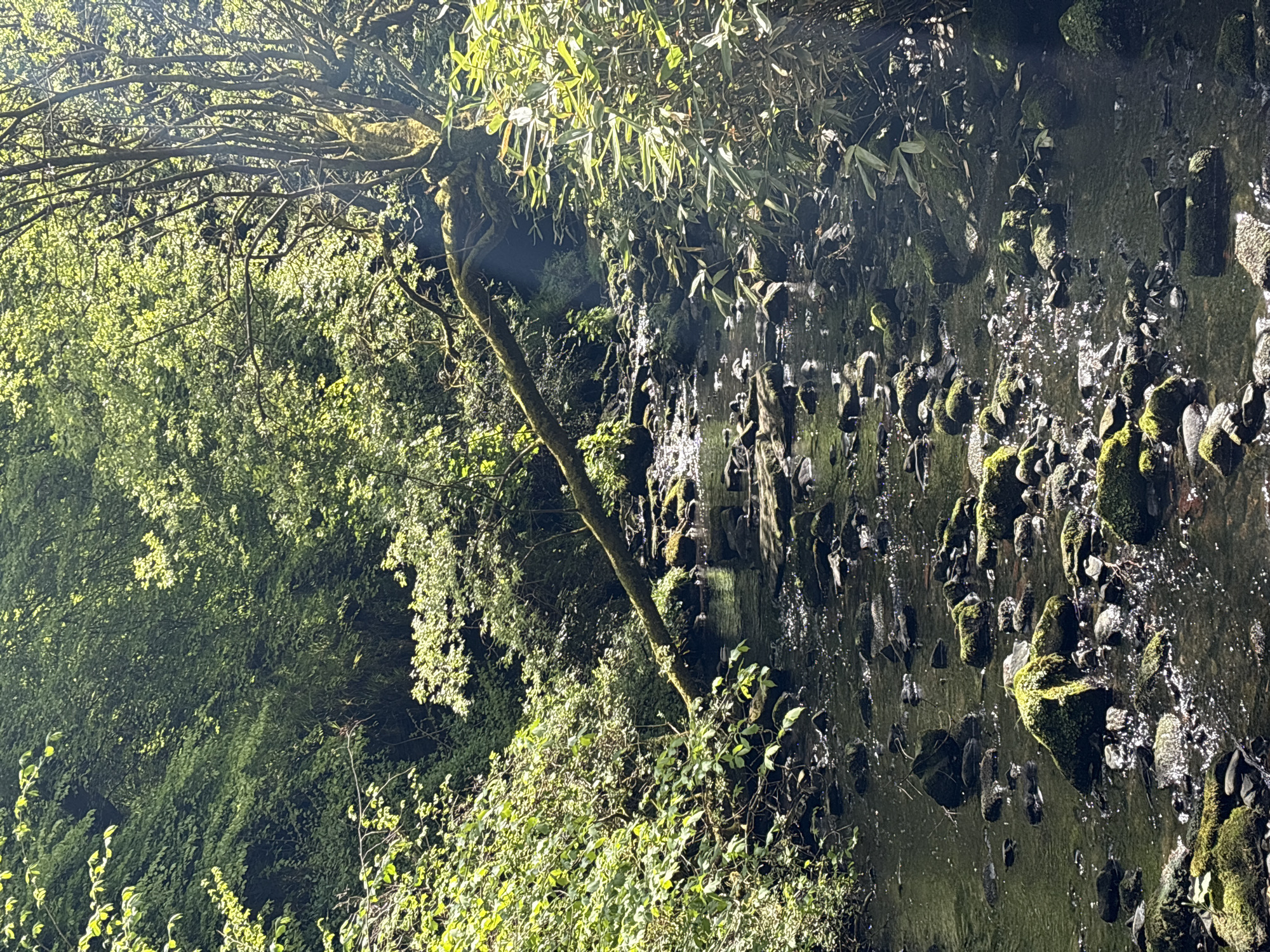 The image depicts a natural environment with a small waterfall cascading down a moss-covered rock face. Vegetation, including trees, bushes, and green plants, surrounds the waterfall. Sunlight filters through the foliage, creating a dappled effect on the rocks and water. The photograph is taken at an angle, likely a low angle shot. No people, actions, or interactions are visible in the image. The specific location in the city of Thornliebank, United Kingdom is unknown.
