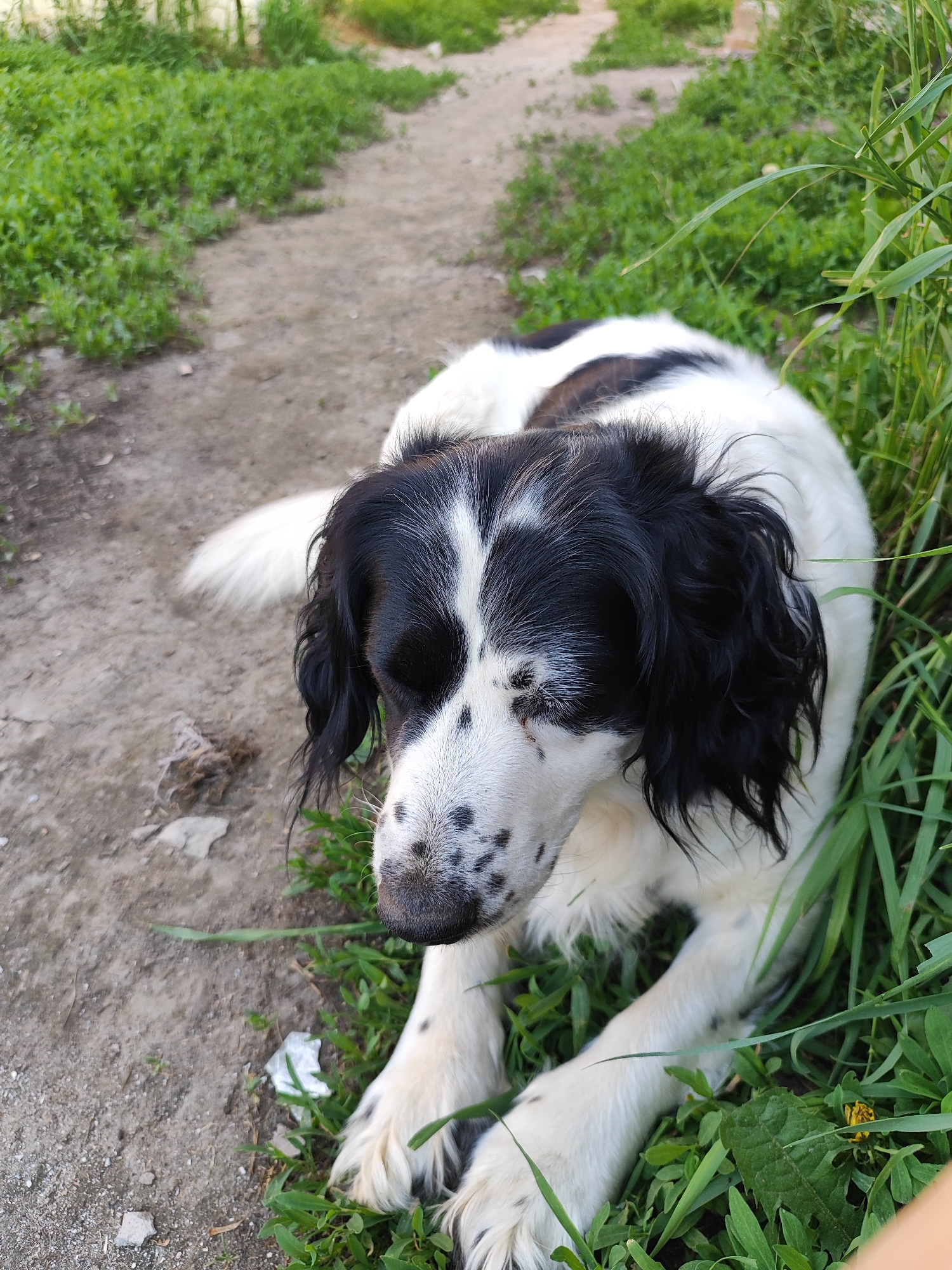 This is a medium-shot, eye-level, outdoor photograph of a black and white dog lying on a dirt path surrounded by green grass. The dog is a mixed breed, possibly with Springer Spaniel in its lineage, characterized by its long, floppy black ears, black patches on its white fur, and black speckles on its muzzle and legs. The dog is lying down with its head turned to the side, looking downwards, with its eyes mostly closed, giving it a relaxed or tired appearance. Its front paws are crossed, and its tail is extended to the left, lying partially on the dirt path.
The setting appears to be a rural or suburban area, likely in Marusino, Russia, given the context. The ground is a mixture of dirt, small stones, and some sparse green weeds. To the left of the dog, there is a dirt path that recedes into the background, flanked by more lush green grass and some foliage. To the right, tall blades of green grass obscure the dog's body and the background. A small piece of white litter is visible on the ground near the dog's front paws. The lighting suggests it is daytime, possibly late afternoon, as there are no harsh shadows, and the overall light is soft. The scene evokes a peaceful and tranquil mood, highlighting the dog in its natural environment. There is no visible text in the image.