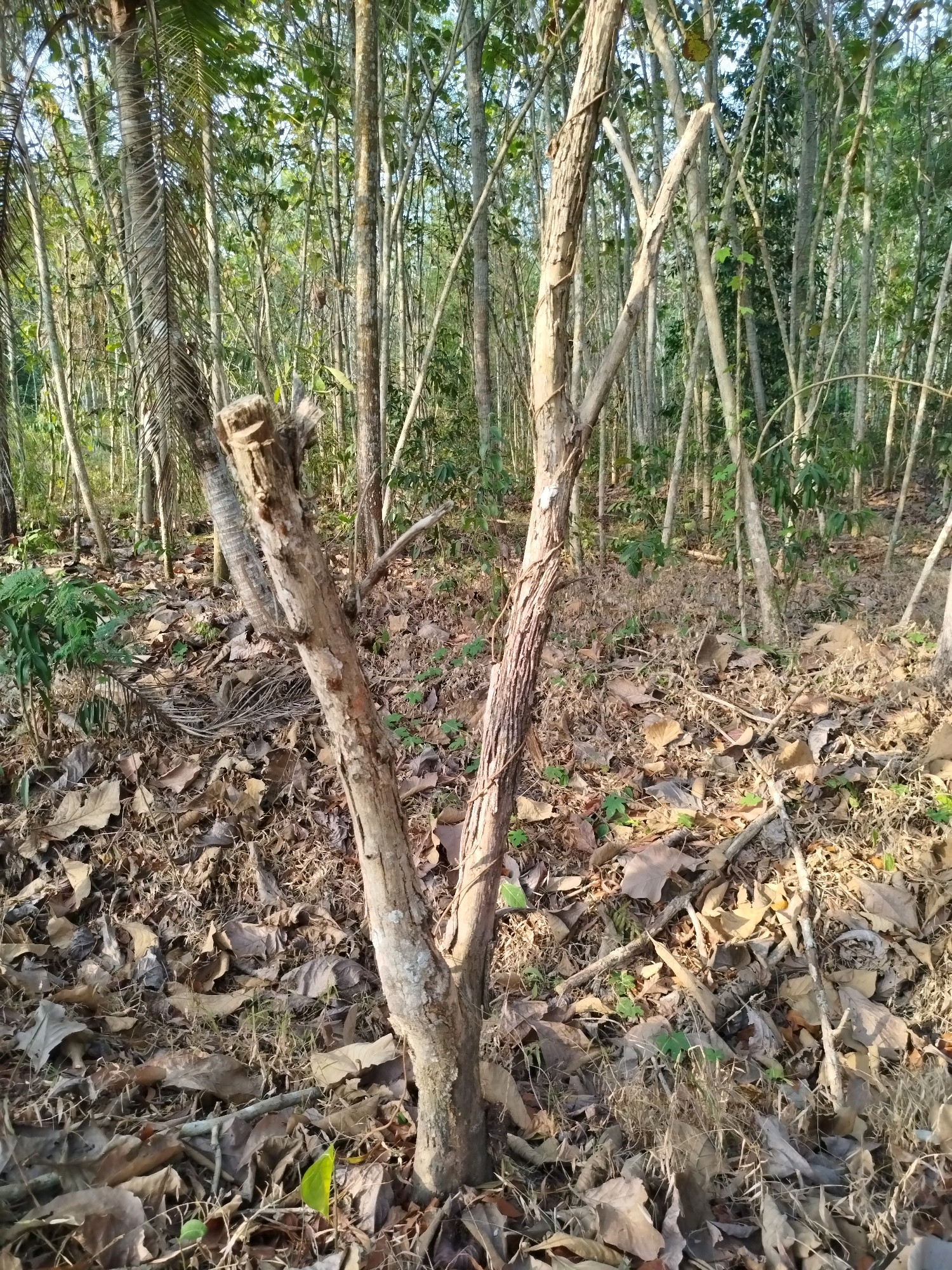 This image depicts a forest scene in Widoro, Indonesia, characterized by a dense cluster of tall, slender trees with smooth, light-colored bark. The ground is covered with a thick layer of dry, fallen leaves and twigs, indicating an arid or dry season. In the foreground, a single, older tree trunk stands out, its bark rough and textured, with several branches extending upwards. A smaller, vibrant green sprout is visible near the base of this foreground tree, contrasting with the dry leaf litter. The lighting suggests it is daytime, with sunlight filtering through the canopy, creating dappled shadows on the forest floor.