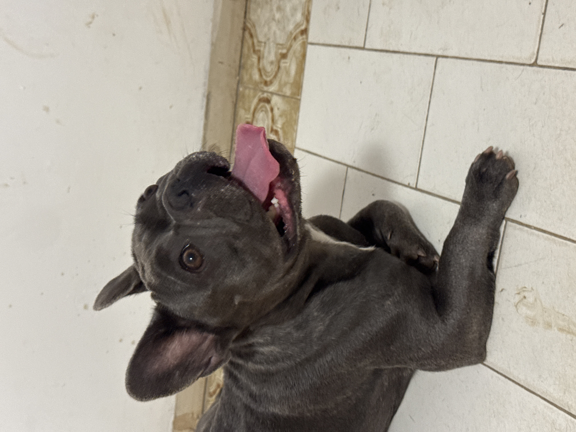 This is a medium shot, eye-level, vertical-orientation photograph of a dark gray French bulldog lying on its back on a tiled floor. The dog's tongue is lolling out, and its mouth is open, suggesting it is panting or otherwise engaged in activity. Its eyes are open and looking upwards, and its ears are relaxed. The dog's paws are visible, with one paw in the upper right corner of the frame. The tiled floor appears to be light-colored with darker grout lines. In the background, there is a wall that is partially covered with decorative tiles. The lighting is bright, suggesting it is daytime. The overall impression is of a playful or relaxed dog. There is no visible text. The scene is consistent with an indoor location.