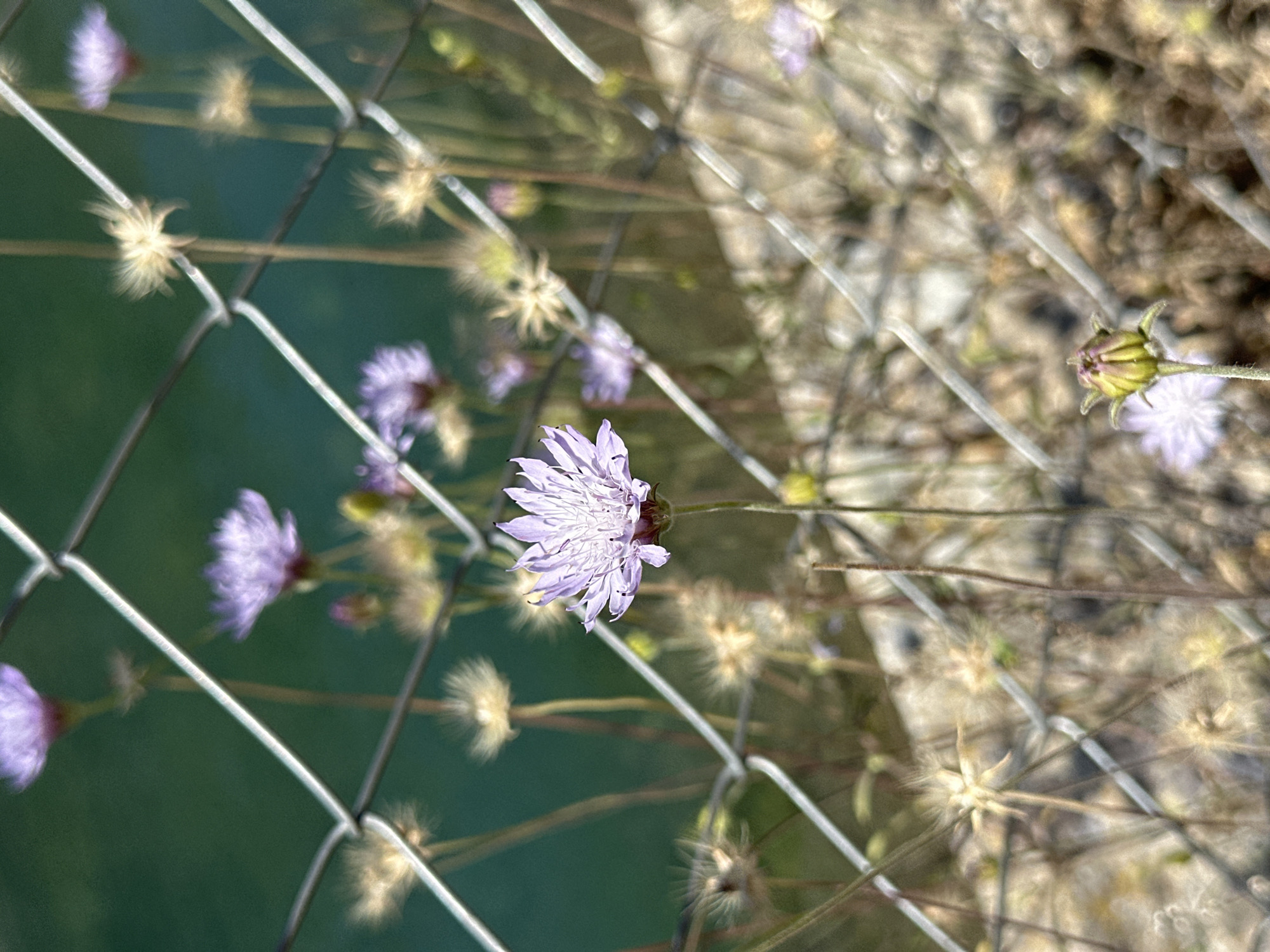 The image shows a close-up of a purple flower with thin petals, situated in front of a chain-link fence. The fence runs diagonally across the frame, with the blurry background revealing a body of green water and dried grasses. The flower is the main subject, in sharp focus, with other similar flowers and dried seed heads scattered throughout the scene, some in focus and others blurred by the shallow depth of field. The overall impression is one of nature juxtaposed with man-made elements, likely in an outdoor setting near a water source. The location is identified as Halkapınar, Turkey.