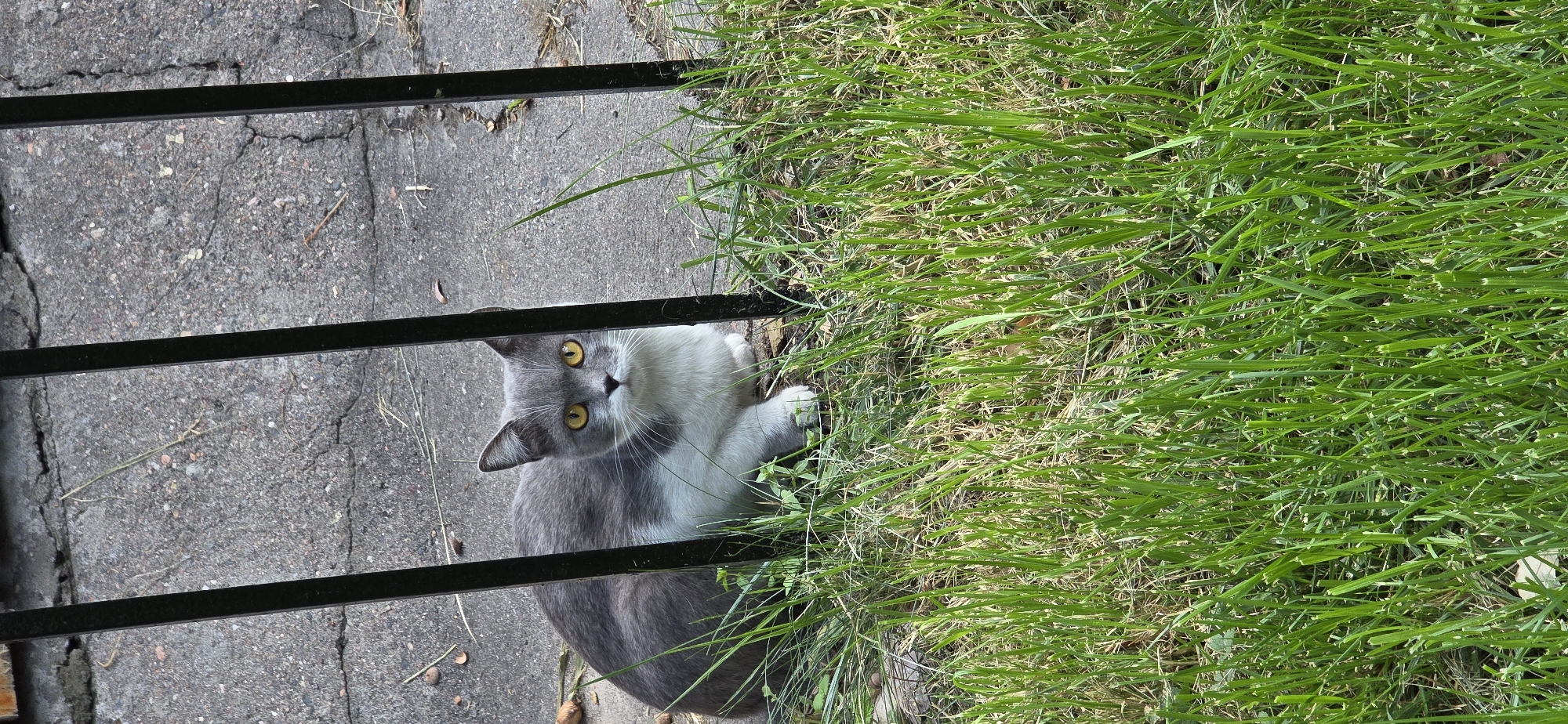 A gray and white cat with yellow eyes is sitting in green grass behind a black metal fence. The background is a cracked concrete surface. The scene appears to be outdoors in a city environment, possibly Bishkek City, Kyrgyzstan, though there are no specific landmarks to confirm this location.