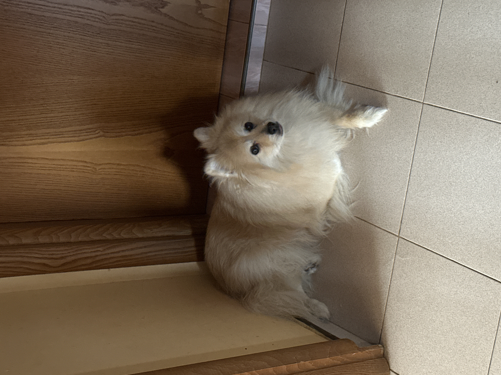 An image shows a Pomeranian dog lying on a tiled floor in front of a wooden door. The dog has light brown fur and is looking at the camera. The floor is made of square beige tiles with dark grout lines. The wooden door has a vertical grain pattern and appears to be a standard interior door. To the left of the dog is a light-colored wall, and to the right is the wooden door. The lighting in the scene is somewhat dim, casting a shadow on the door behind the dog. The image appears to be taken indoors, possibly in a hallway or entryway.