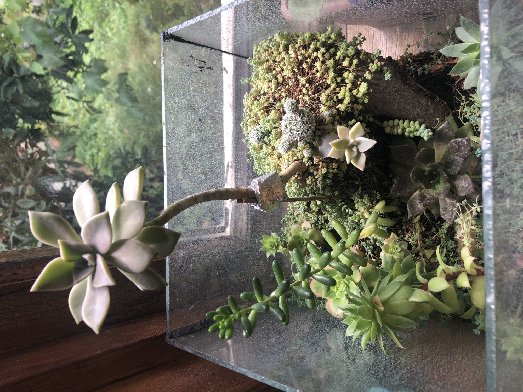 The image shows a close-up view of a glass terrarium containing a variety of succulents. The terrarium is positioned near a wooden surface and a window, with greenery visible outside. The succulents include several rosette-shaped plants, a trailing plant with bean-like leaves, and smaller ground cover plants. One of the rosette succulents is growing on a long stem, supported by tape. There are also small, spiky cactus-like plants. The overall impression is of a well-maintained indoor garden or display. There are no people or animals visible in the image, and no specific location in Chiatura, Georgia, can be determined from the visual information provided.