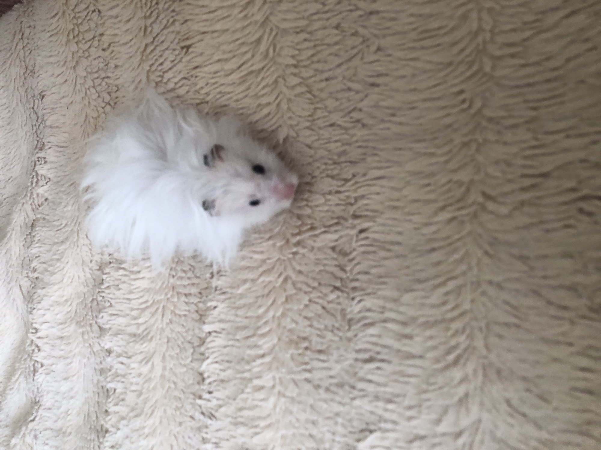 A fluffy white hamster is lying on a beige, shaggy surface. The hamster's fur is very long and appears to be almost as long as its body. Its eyes are small and black, and its nose is pink. The hamster is looking directly at the camera. The surface it is lying on is soft and textured, with many individual fibers visible. The lighting in the image is soft and even, with no harsh shadows. There is no indication of the location in the city of Solikamsk, Russia, or any other specific location.