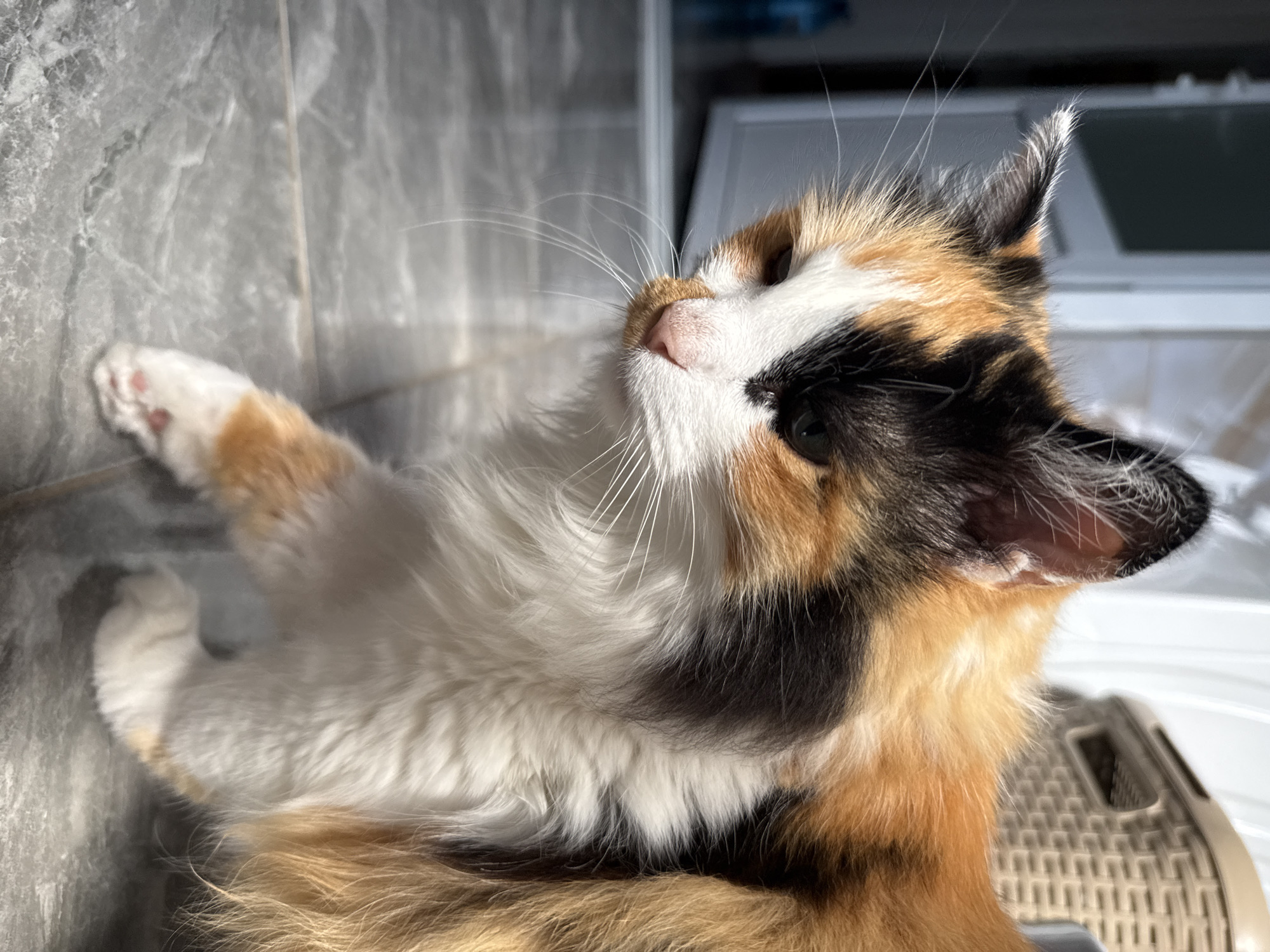 A calico cat with long fur walks across a tiled floor in what appears to be an indoor setting. The cat's fur is a mix of white, orange, and black patches. Its front left paw is raised as if mid-stride. Sunlight casts a shadow on the floor. In the background, a white door and a woven basket are visible.