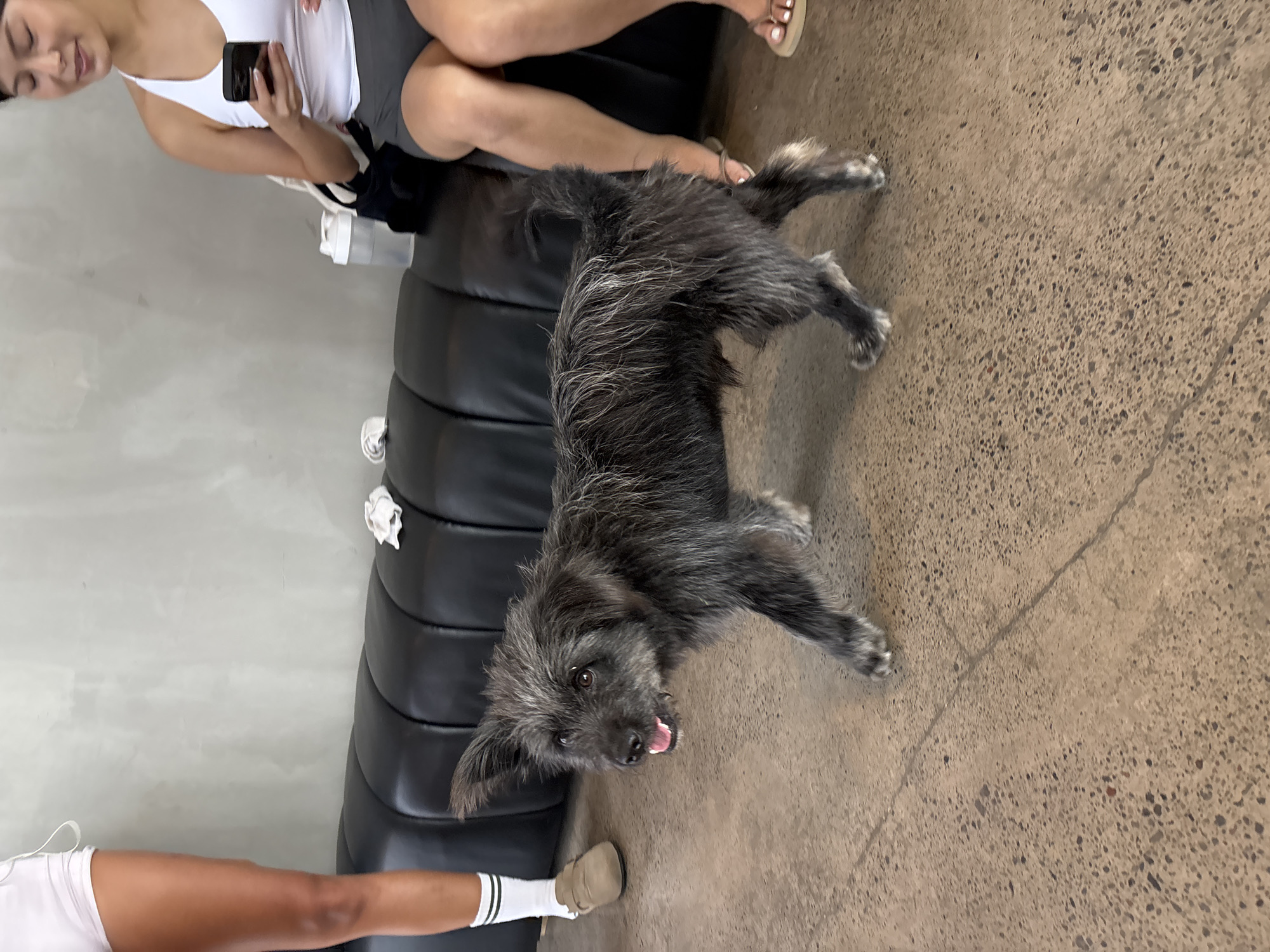 A medium-sized gray and black terrier-mix dog stands on a tan concrete floor. The dog is panting with its mouth open, looking up and to the left. Behind the dog, on a black cylindrical sofa, are two people. One is seated, wearing a white tank top and dark shorts, holding a phone in their hand. The second person has only legs and a socked foot visible in the lower left of the image. The location is Mengwi, Indonesia.